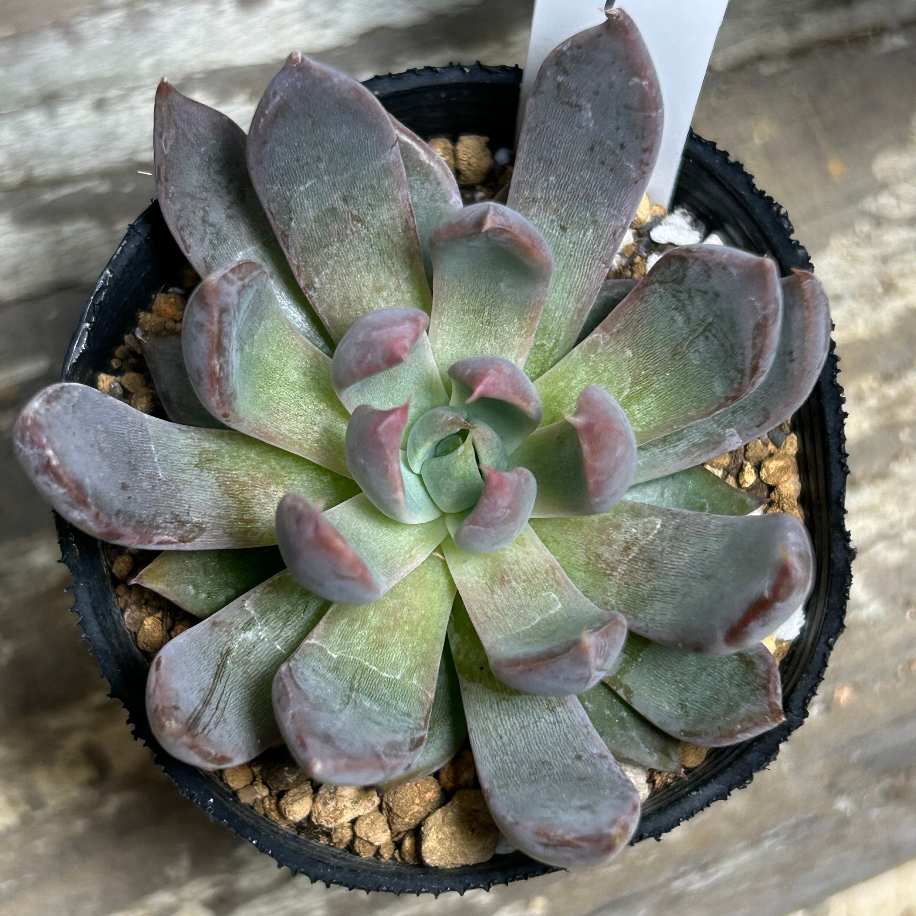 マジックフルート | RuPo 多肉植物専門店