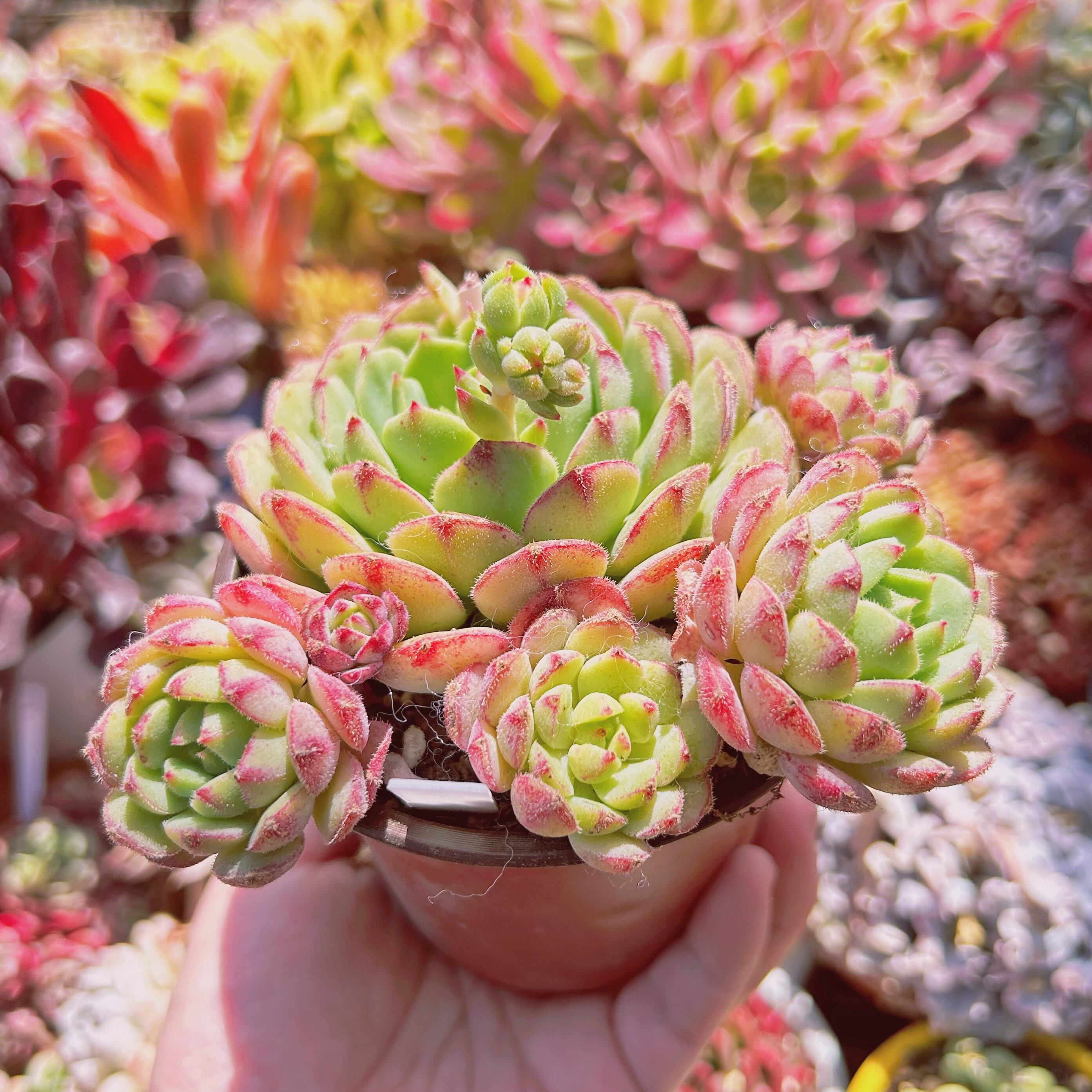 329現物 多肉植物 王妃美尼晃 特大 | るる農園~多肉植物専門 329現物 多肉植物 王妃美尼晃 特大 | るる農園~多肉植物専門