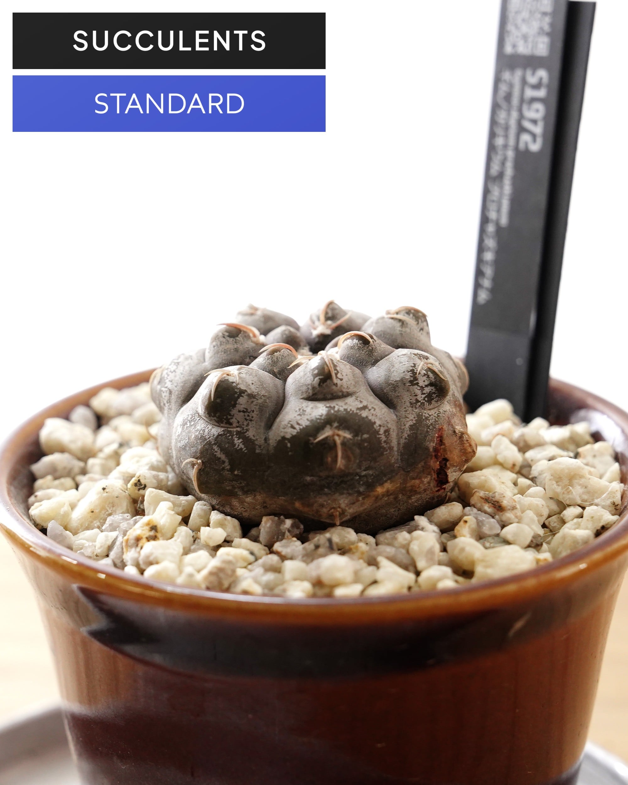 SUCCULENTS トレンド | PUKUBOOK SUCCULENTS