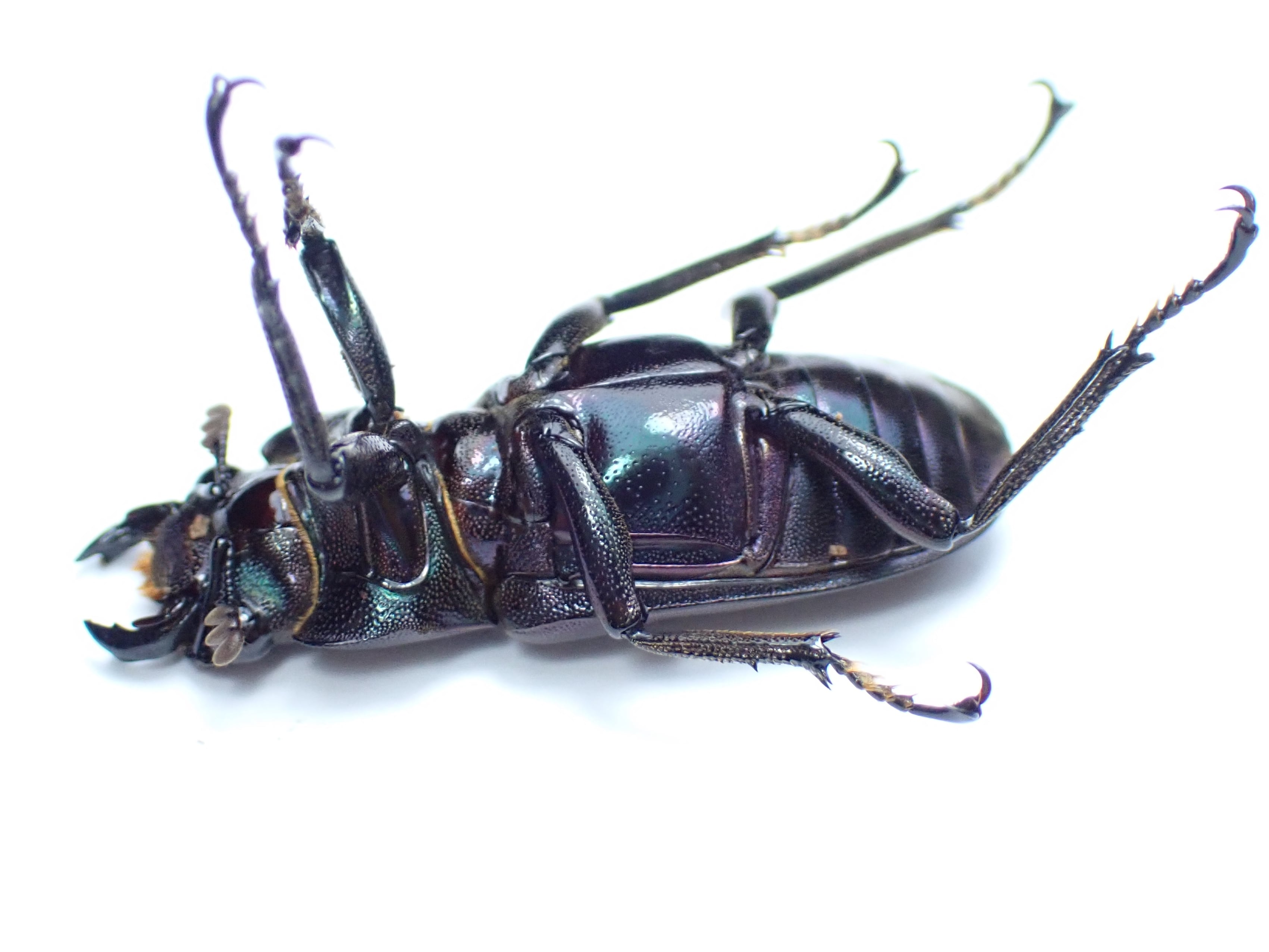 メタリフェルホソアカクワガタ 紫系 成虫ペア④ | watakuwa shop
