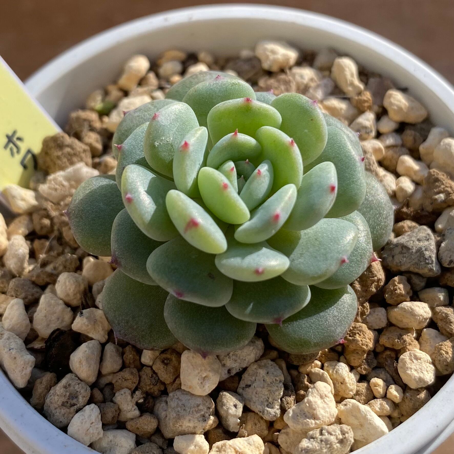 ハオルチア オブツーサ錦 北極の光 | mocono_plants