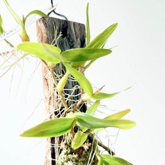 ディネマポリー ブルボン 板付け コルク 観葉植物 吊り下げ calm cafe