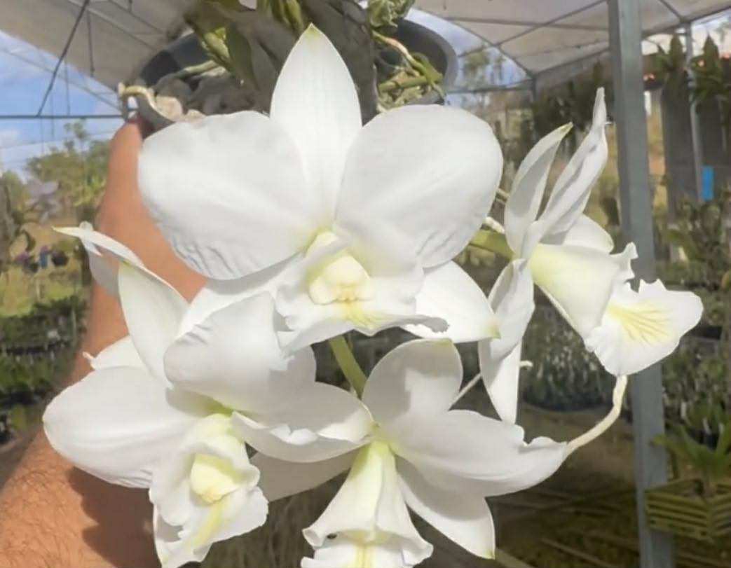 C. aclandiae f. albescens 'Cocobongo' | mytorchid