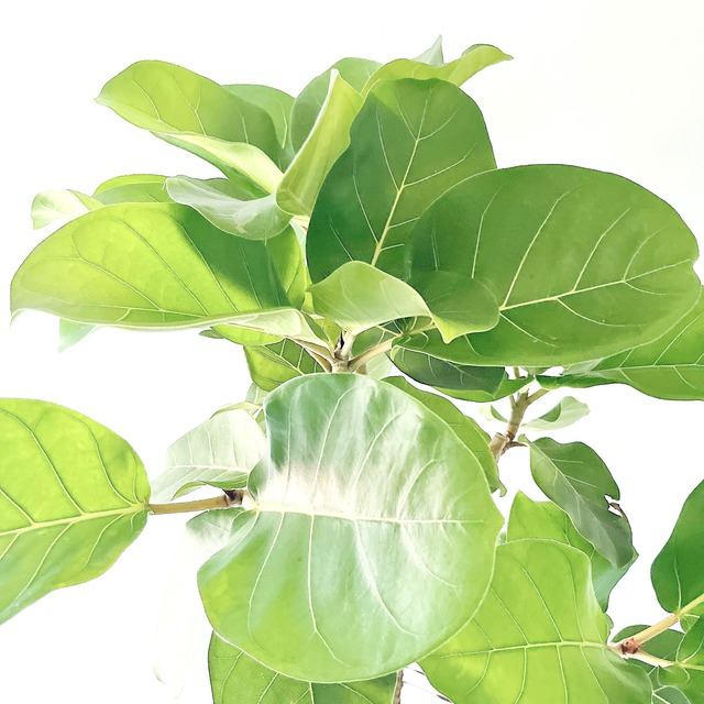 希少 フィカス アフリカンプリンス ８号 観葉植物 calm cafe