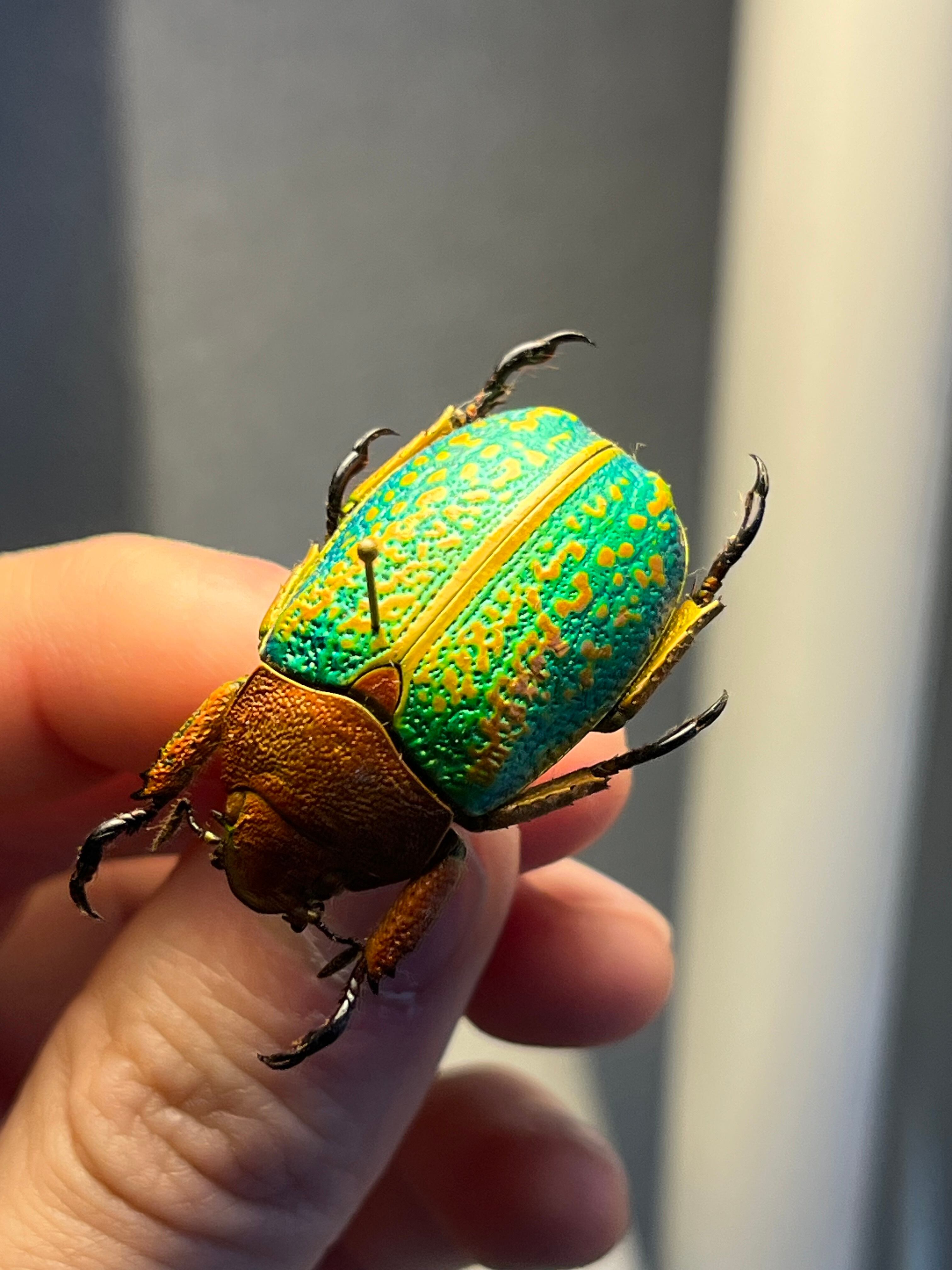 31mm】ヴィクトリナウグイスコガネ プラチナコガネ 標本 カナブン