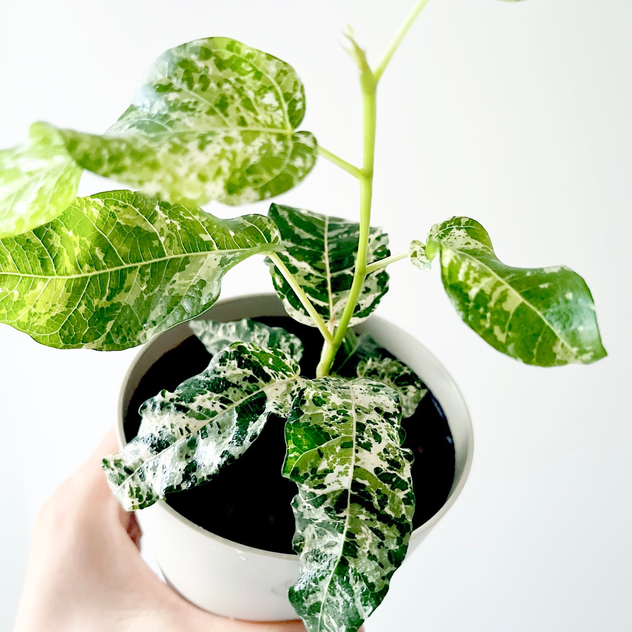 希少 フィカス アフリカンプリンス 幹太 観葉植物 大型 室内 calmcafe 希少 フィカス アフリカンプリンス 観葉植物 大型 calm cafe 【公式通販】