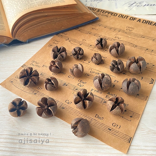 ワラッチポッド　ナチュラルブラウン　【 木の実 】