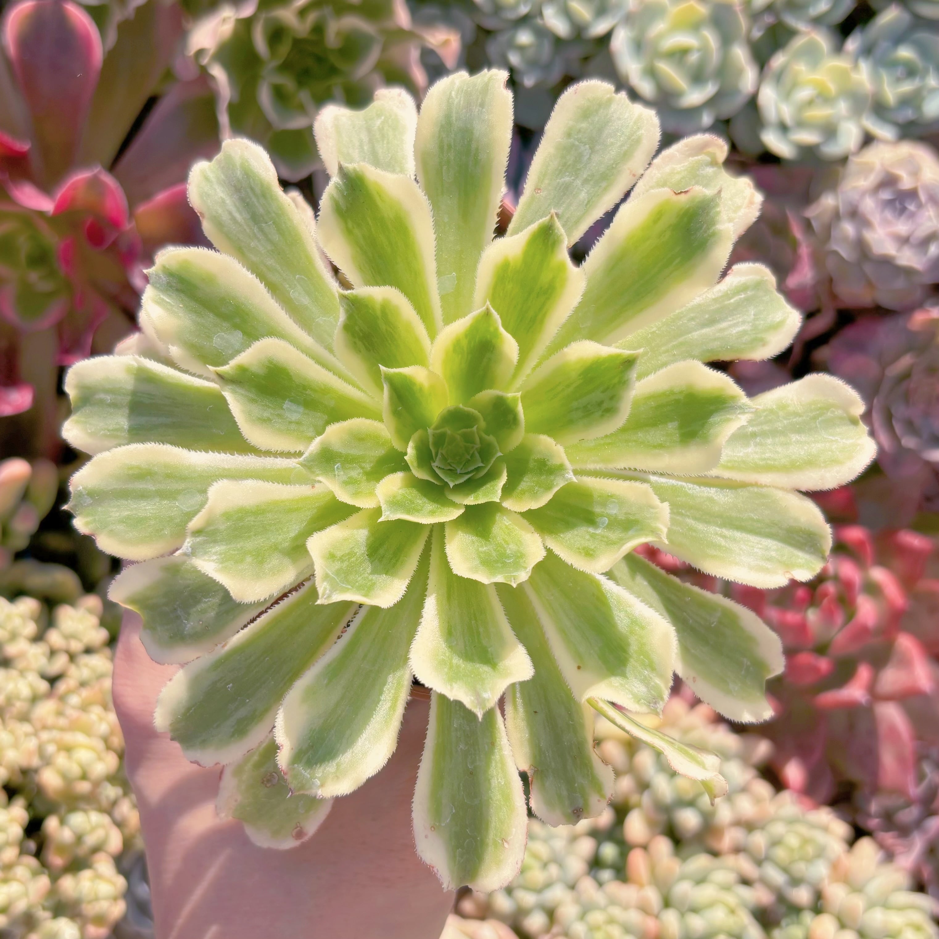 多肉植物　碧浪　るる農園