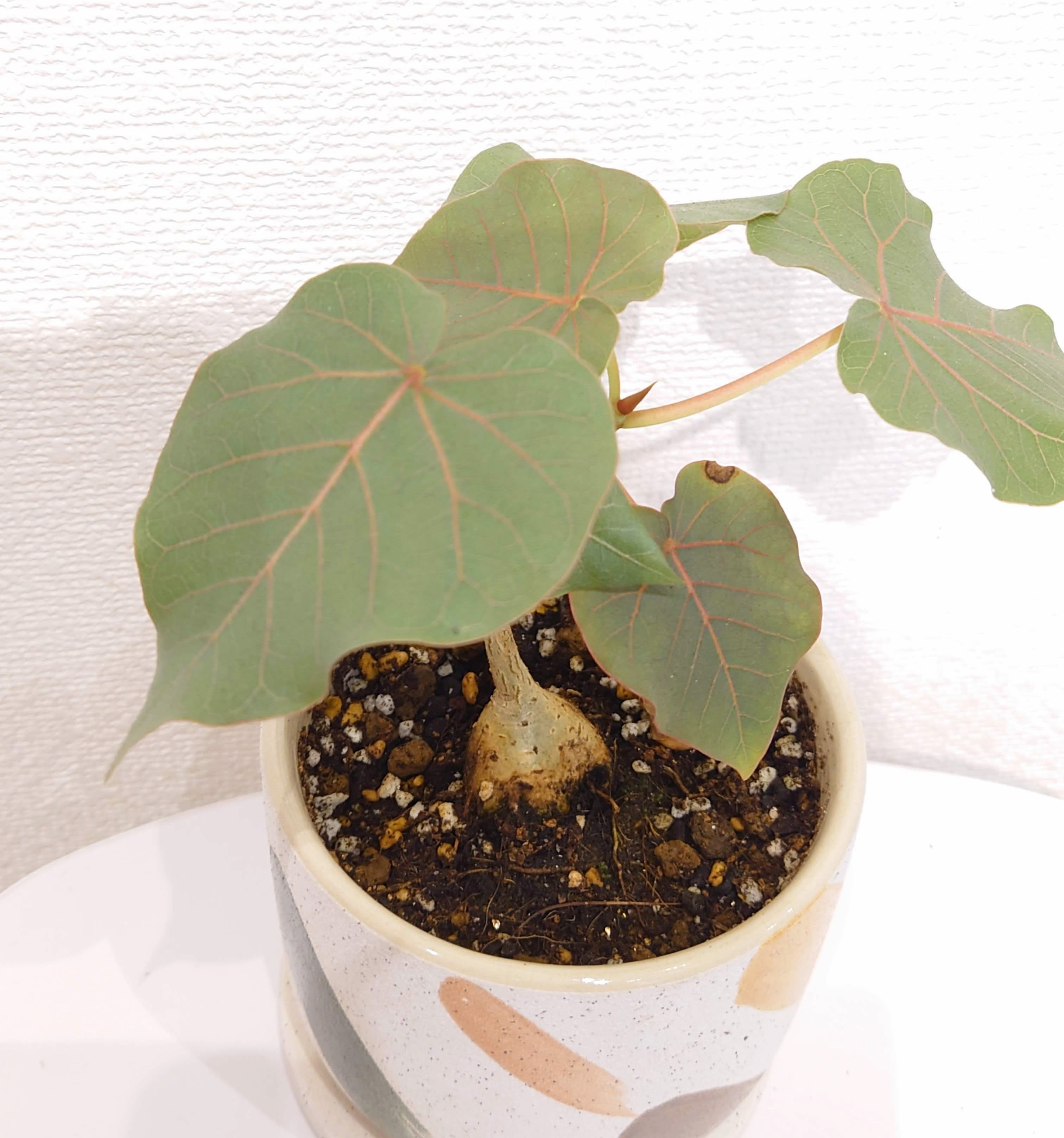 フィカス・ペティオラリス | PLANTSHUSET フィカス・ペティオラリス | PLANTSHUSET