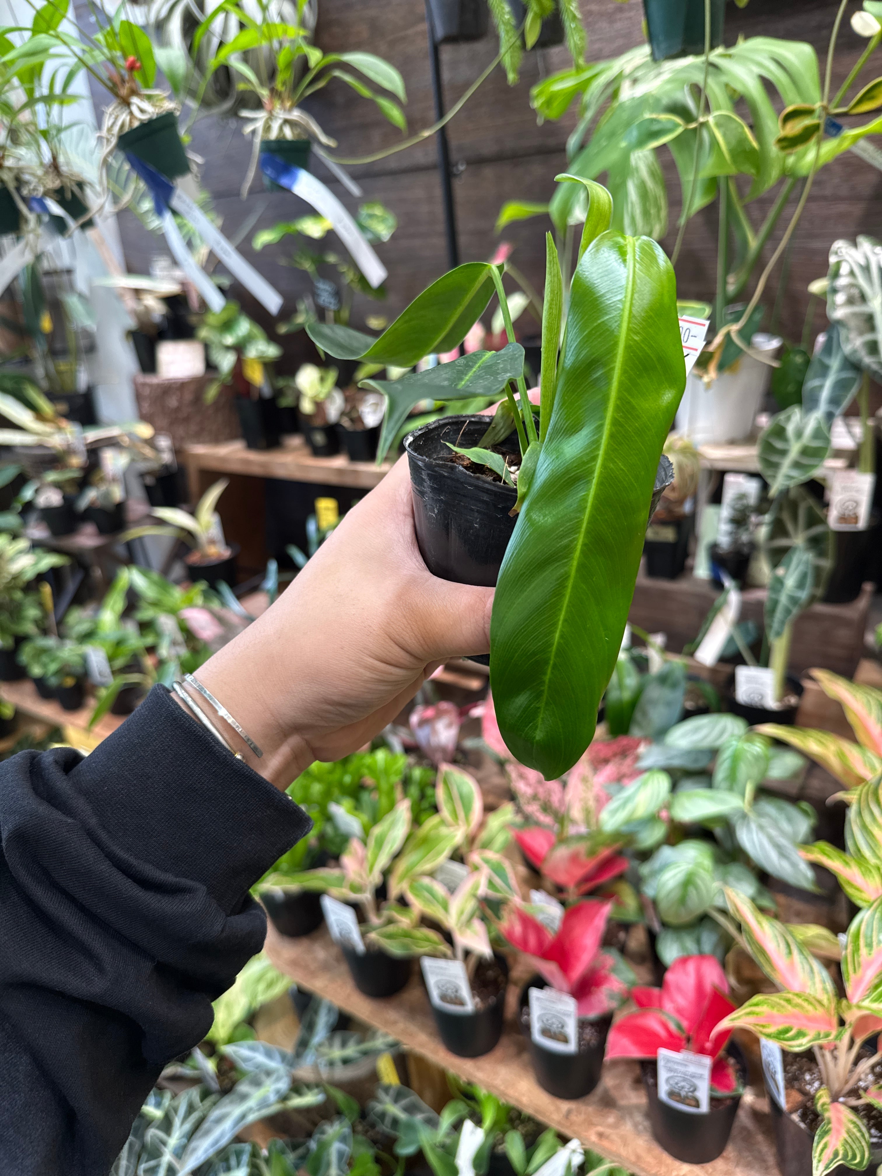 フィロデンドロン パトリシアエ | Gardenえん 【観葉熱帯植物】