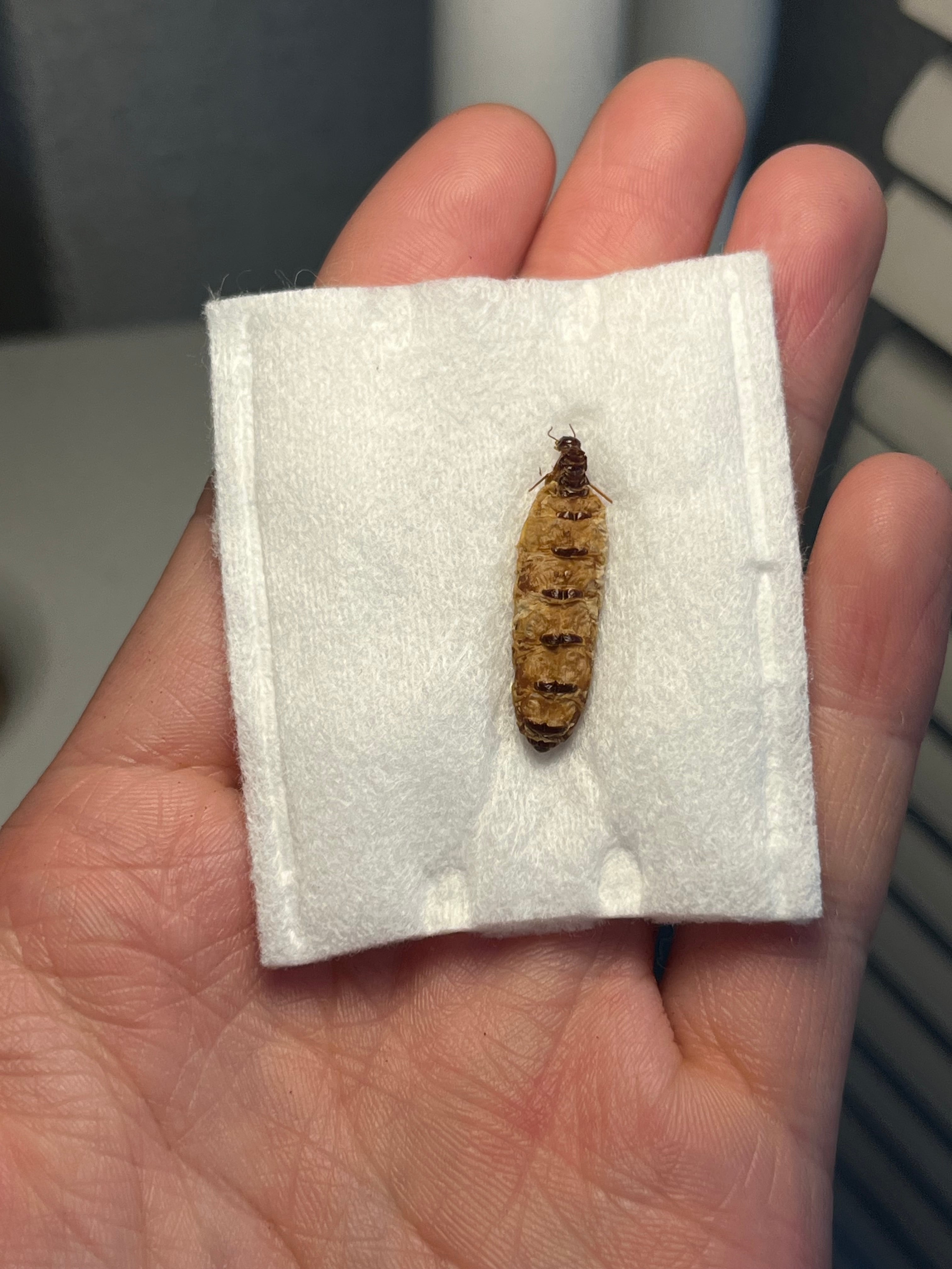 特大極美】リオック Sia ferox コロギス 昆虫標本デュビアタランチュラ