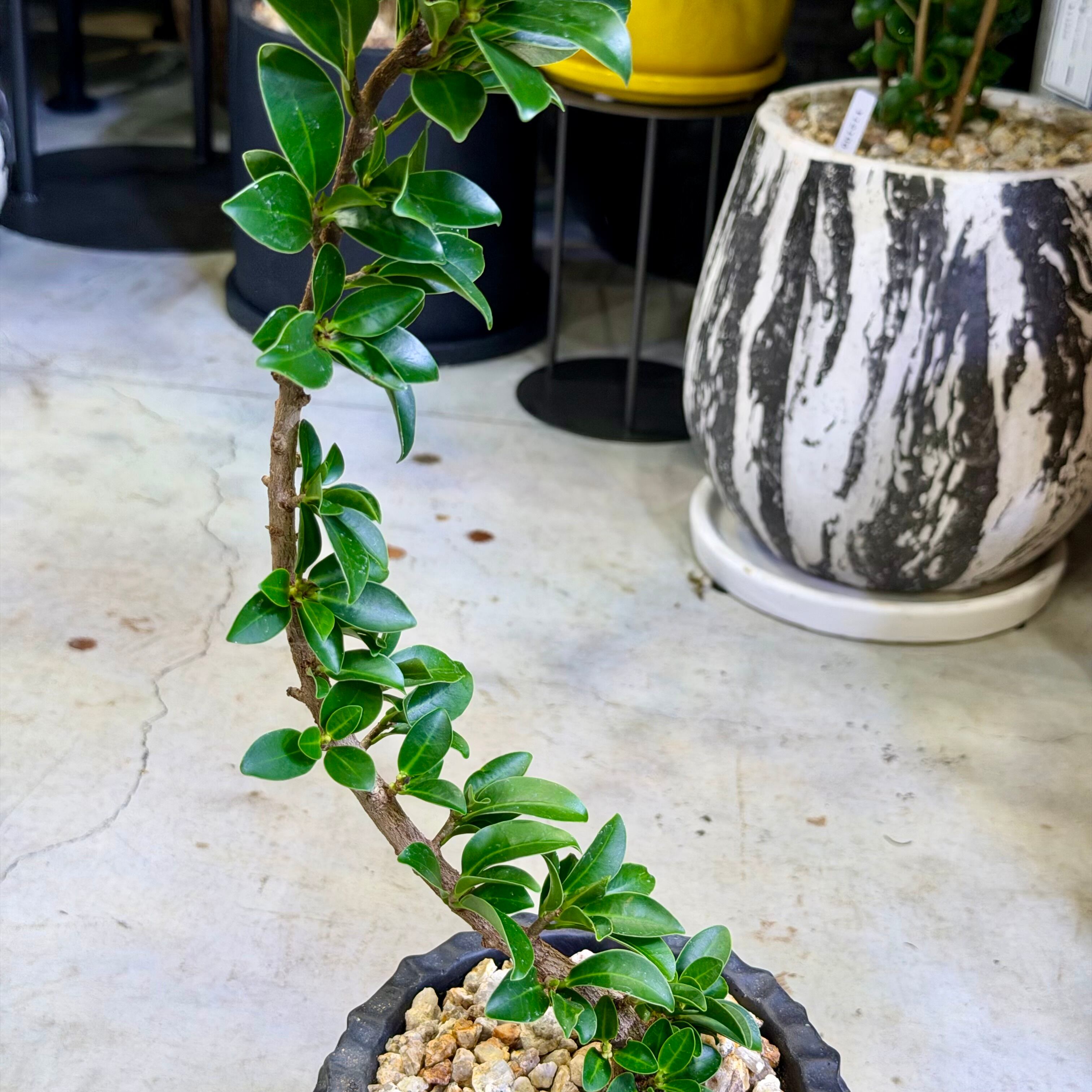 ガジュマル・ベビーリーフ | barrelplants_BONSAI