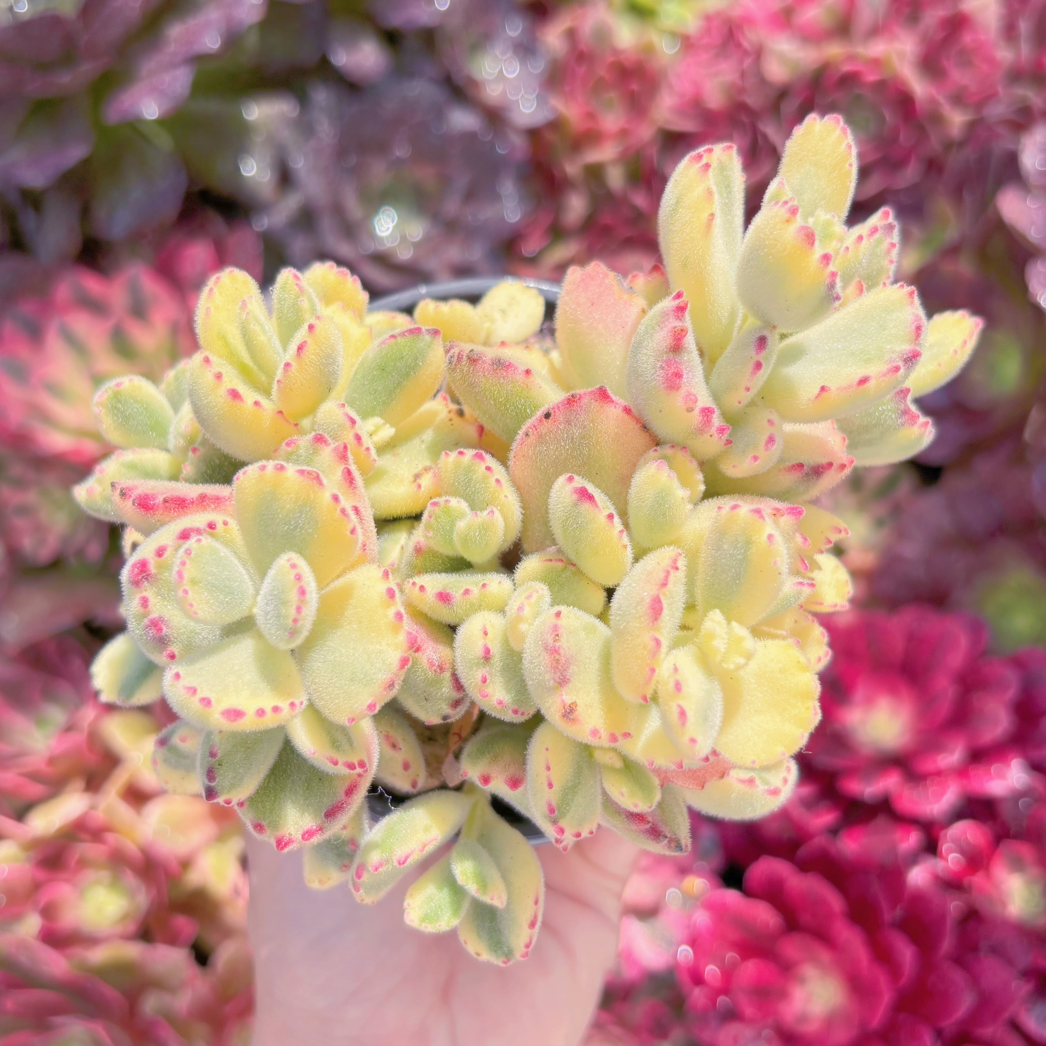 現品　白熊#M218　群生　新入荷　るる農園