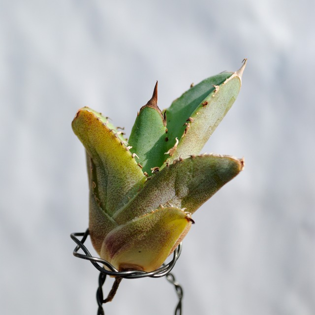 アガベ チタノタ ライトリー ホワイト ソーン セレクション No.1