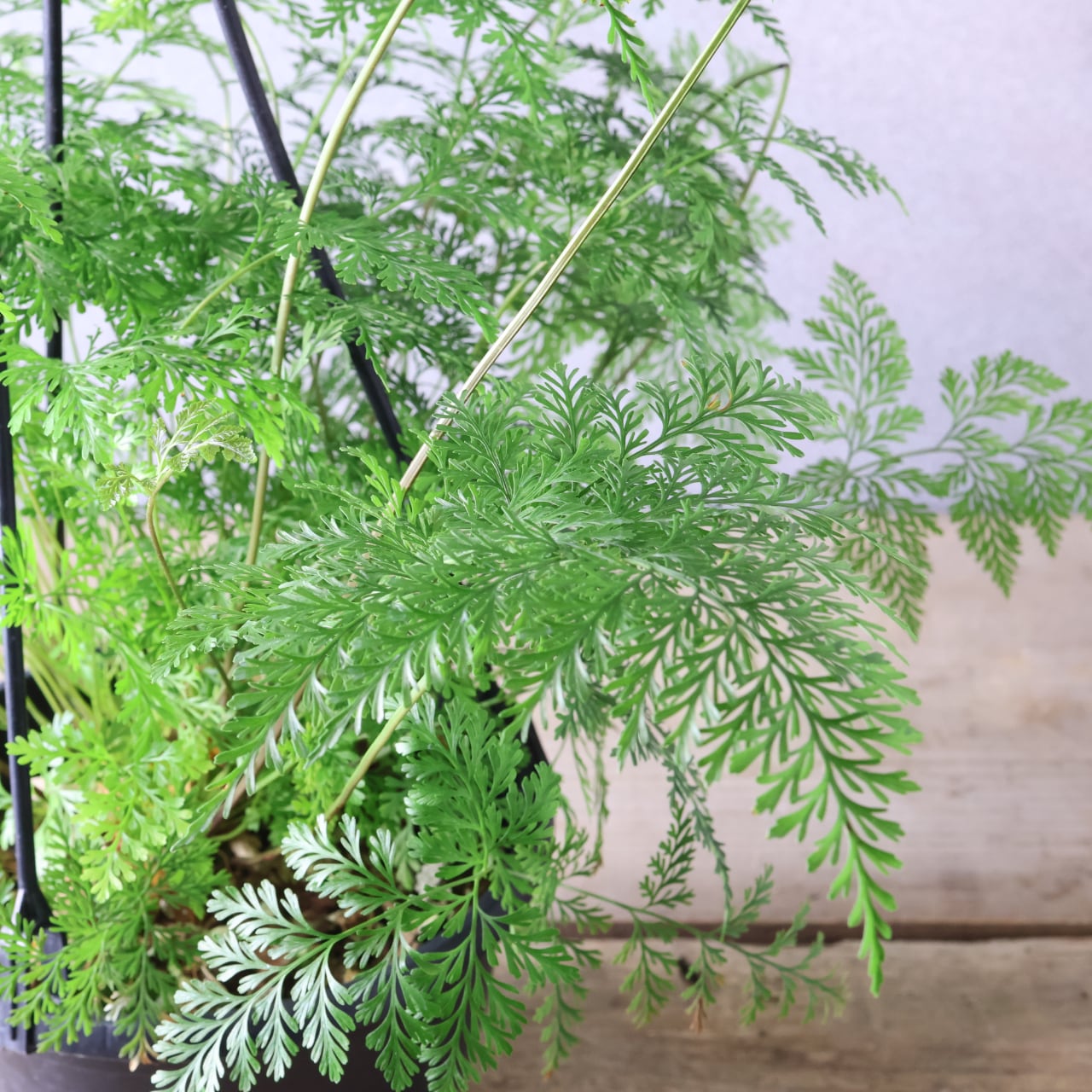 【特価】フペルジア 2点セット 希少シダ 観葉植物 calm cafe 希少》フペルジア スワンテイル ハンギング 観葉植物 calm cafe 多肉