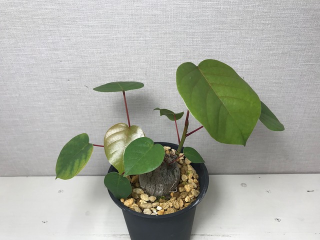 プセウドボンバックス エリプティクム