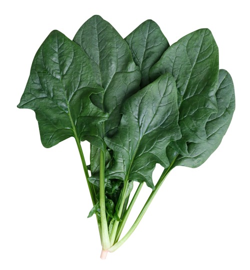 ホウレンソウ「スパイダーZ　」（小袋） 画像