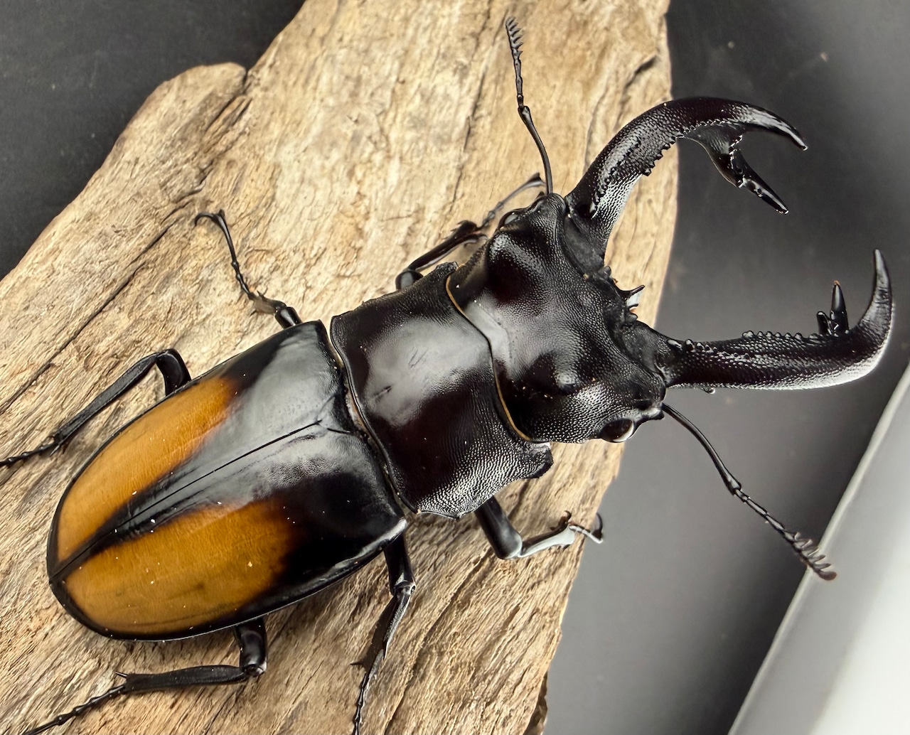 【WD】《セアカフタマタ(パリーフタマタ) 86mm ペア》