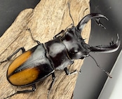 【WD】《セアカフタマタ(パリーフタマタ) 86mm ペア》