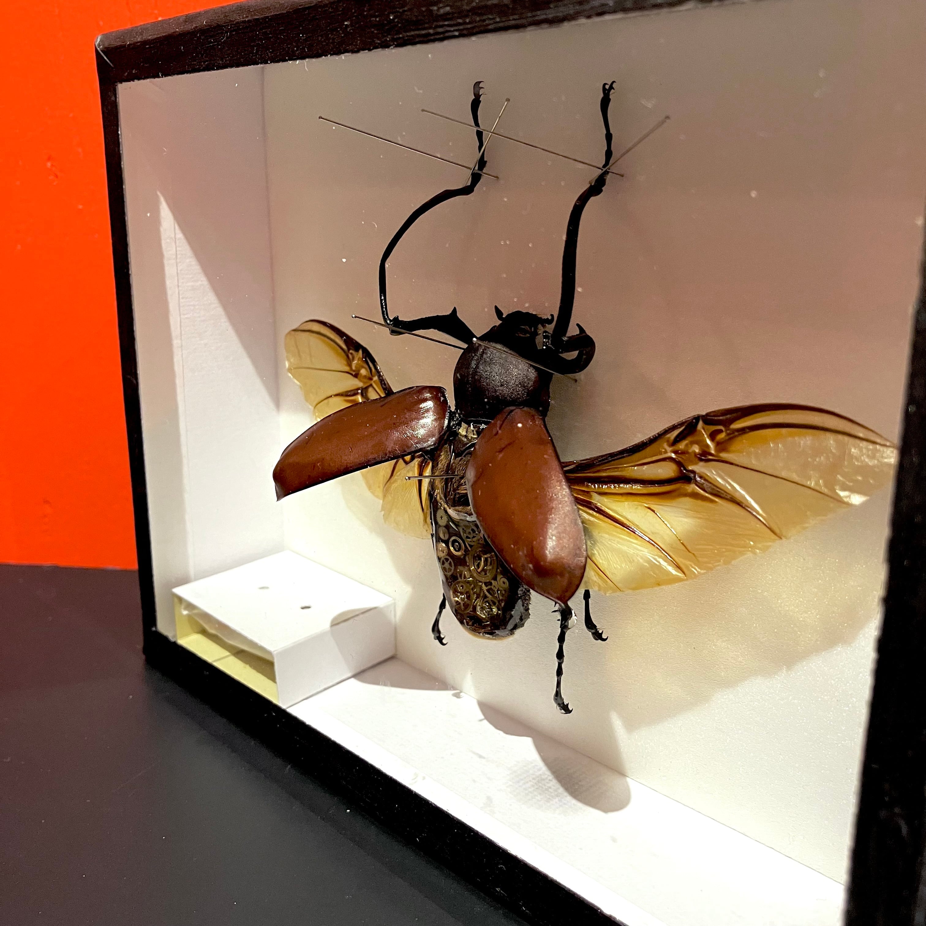 うつせみ標本屋】機械仕掛けの昆虫標本 12 | HOW HOUSE