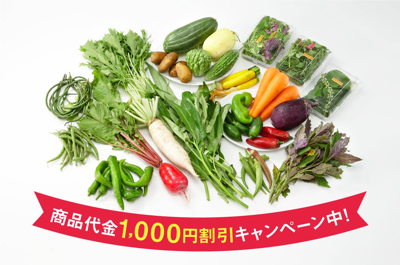 【（送料別途）採れたて旬野菜　12品目～　 1周年記念　商品代金1,000円割引キャンペーン中！】