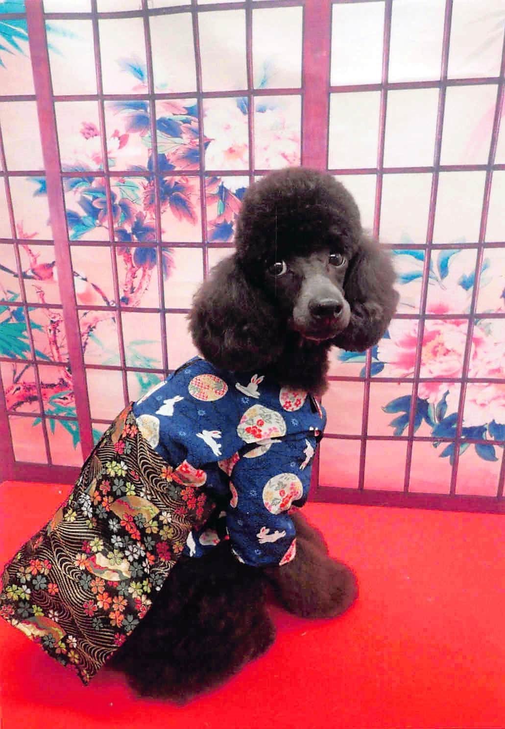 犬用こだわり犬種別シャンプー】ワンちゃんのきもち 「各種犬種用あり