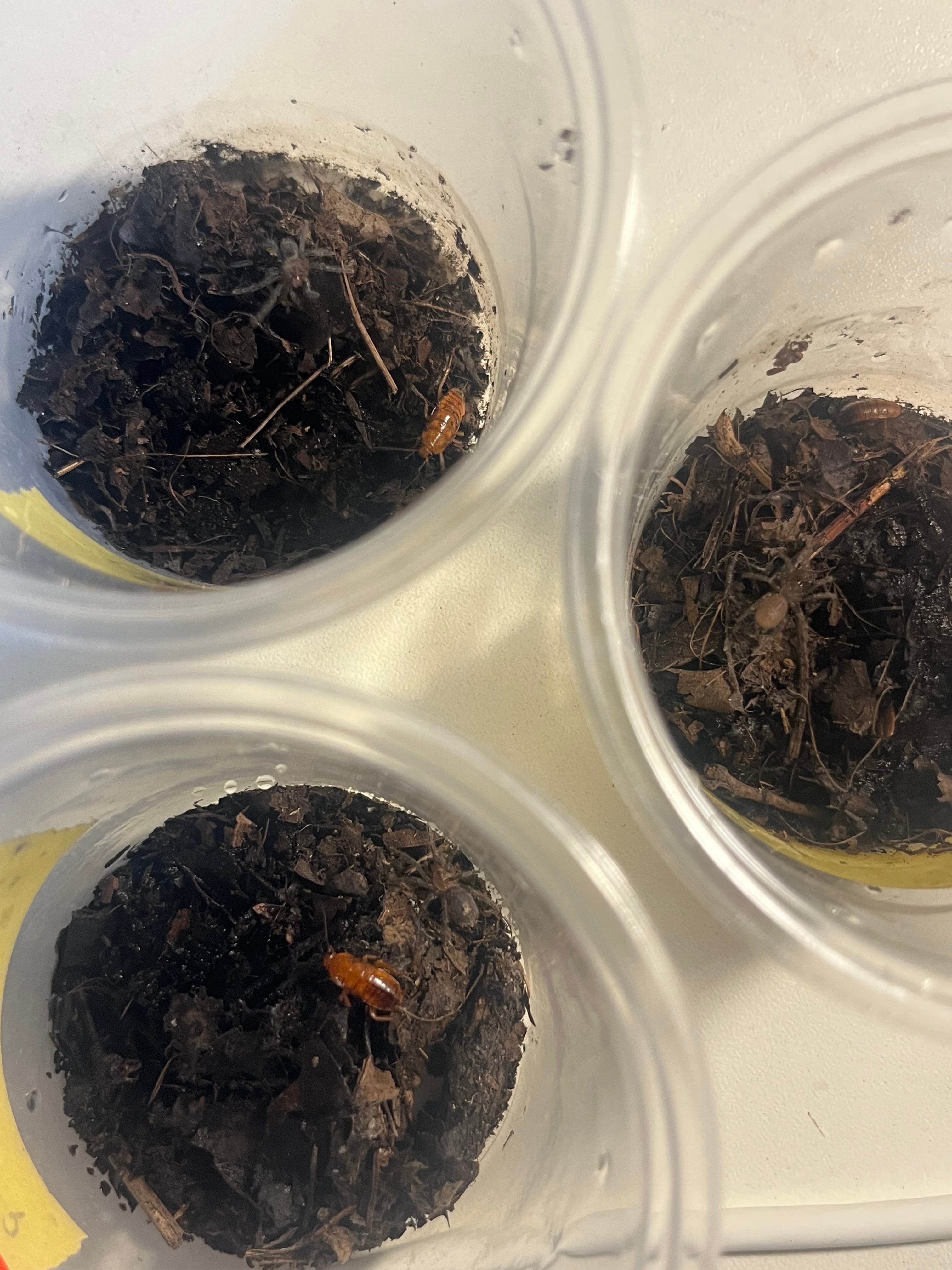 19mm】マエガミパッツンゴミムシダマシ バケモノカオナシ