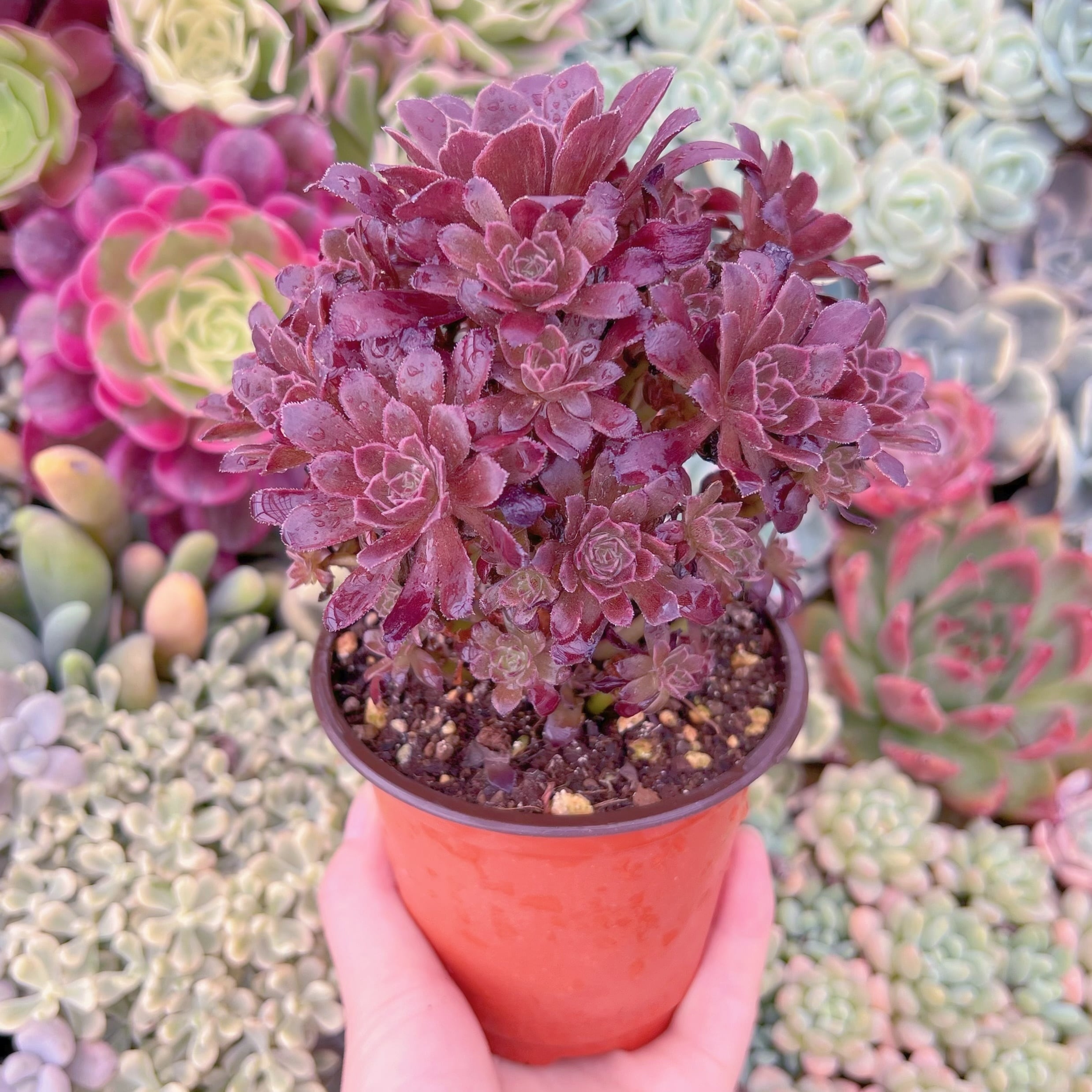 現品　plum purdy#B44　群生　るる農園