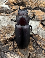 【WD】《ギラファホソアカクワガタ 49.5mm ペア》