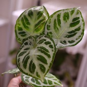 アンスリウム ドラヤキ × シルバーブラッシュ / Anthurium Dorayaki × Anthurium Silver brush⑱/ 観葉植物<育て方・花言葉>