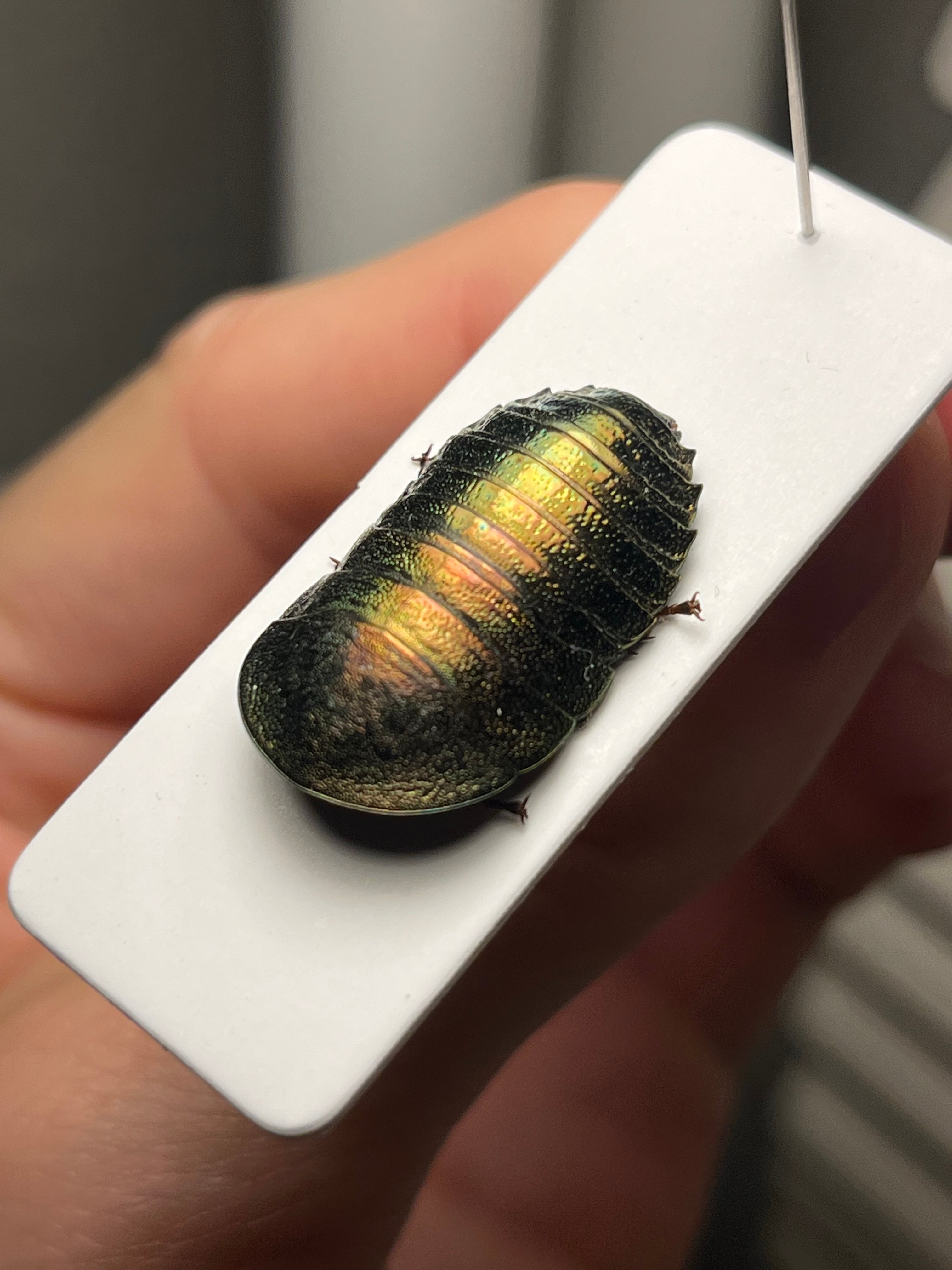 極小】マンモスゴキブリ ナンベイオオチャバネゴキブリ ローチ