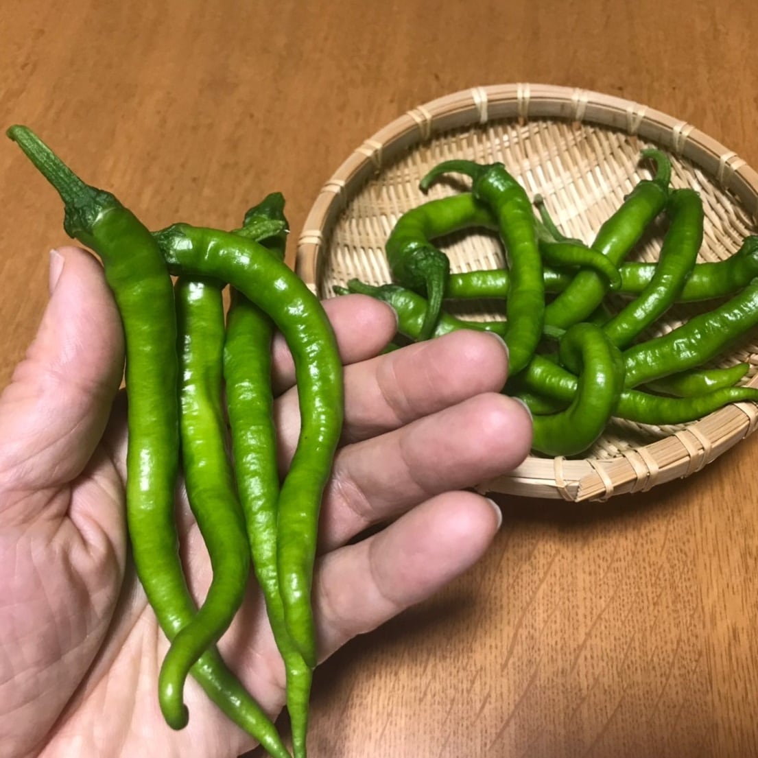 アオトウガラシ 　　F232 トウガラシ,シシトウの種（タネ）｜サカタのタネ オンラインショップ