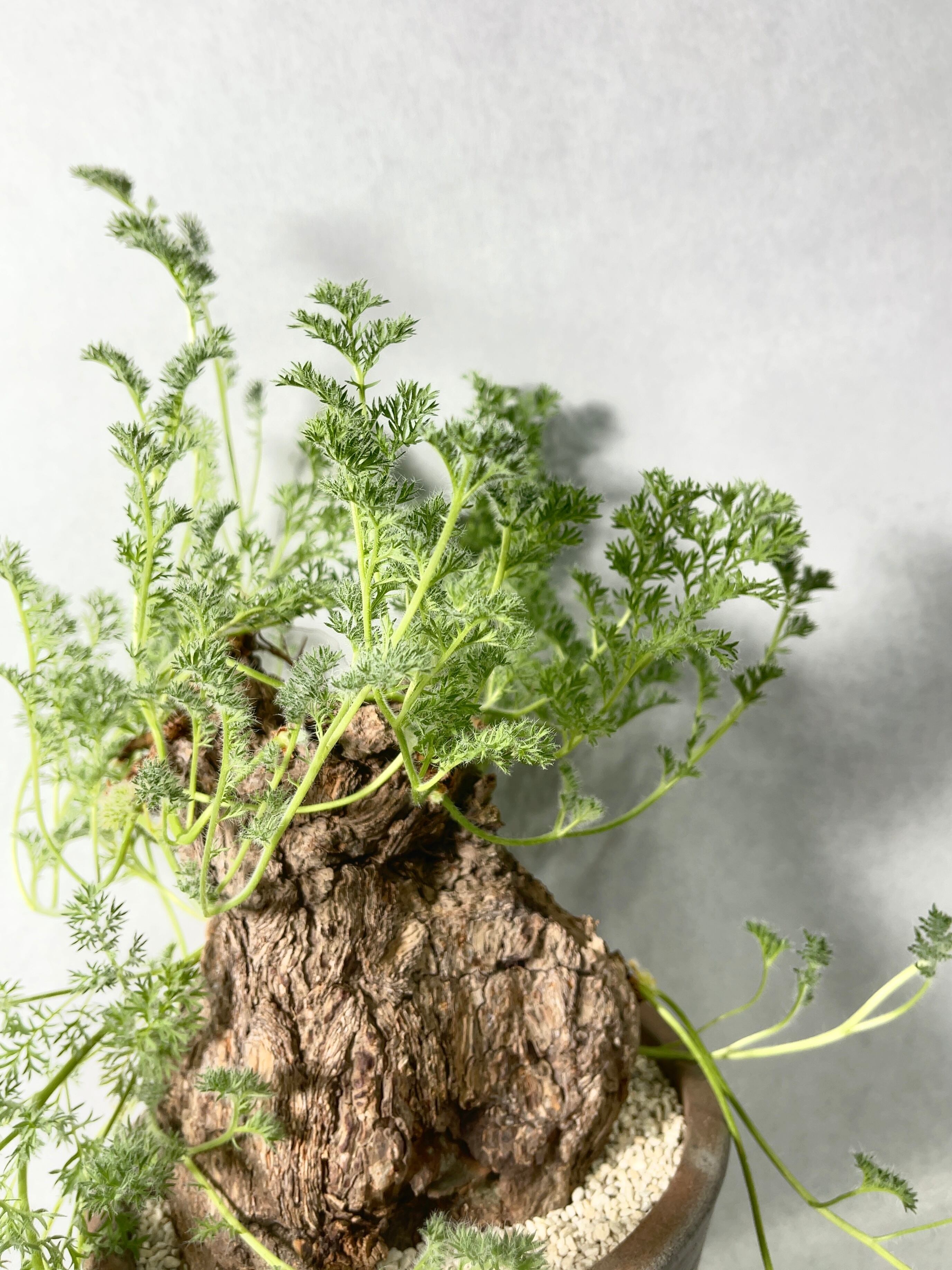 ペラルゴニウム・トリステ | trigger