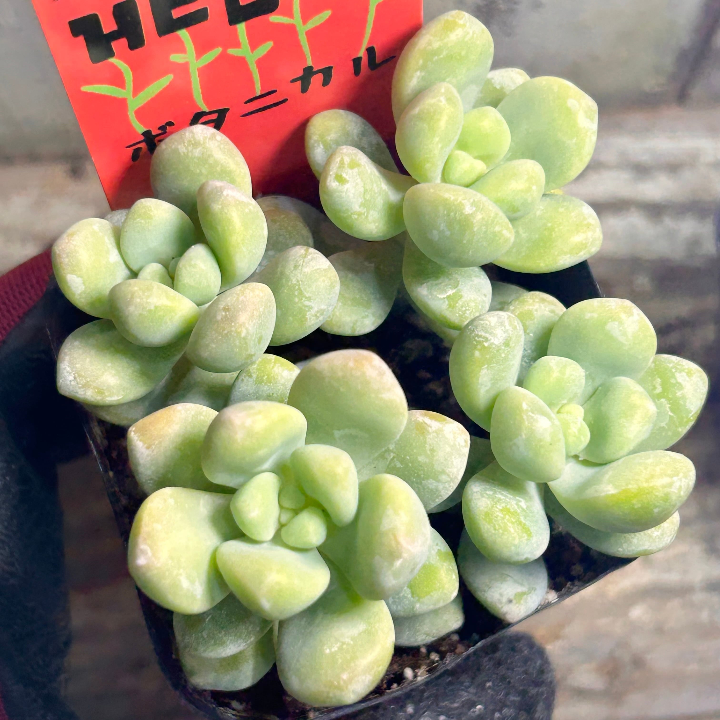 プレーリーサンセット センペル | RuPo 多肉植物専門店