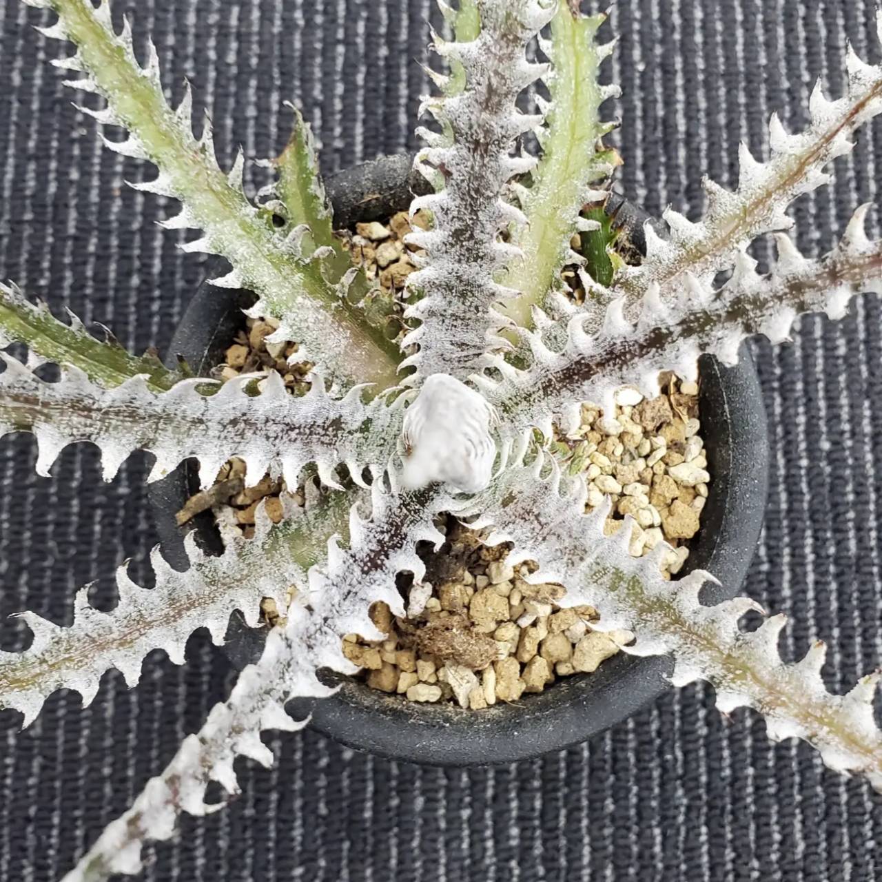 人気 ディッキア Dyckia ‘A Winter’s Frost’ ⑴