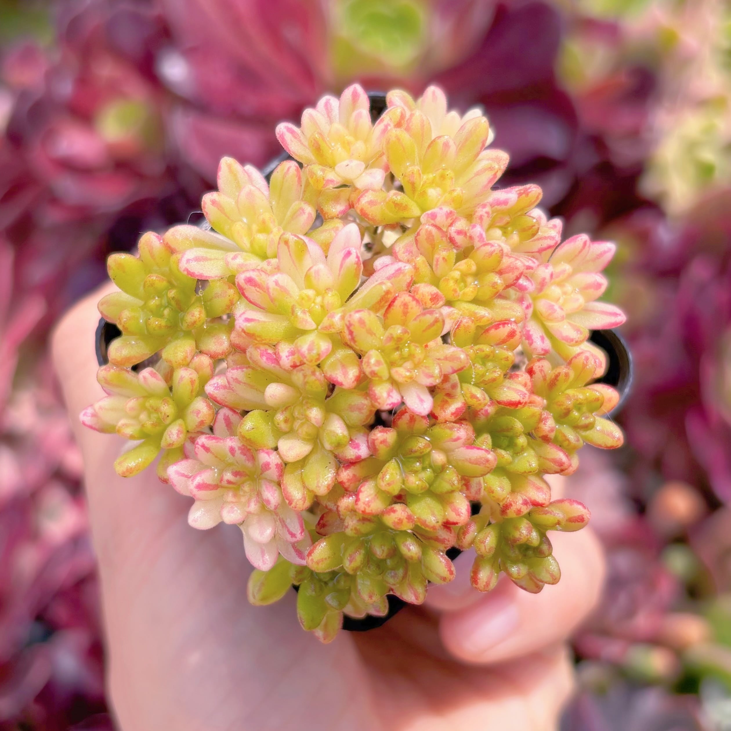 現品　小人の祭り錦#F051　群生　るる農園