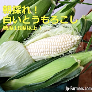 朝採れ！とうもろこし　糖度18度以上のピュアホワイト 　10本　兵庫県産