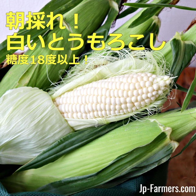 朝採れ！とうもろこし　糖度18度以上のピュアホワイト 　10本　兵庫県産