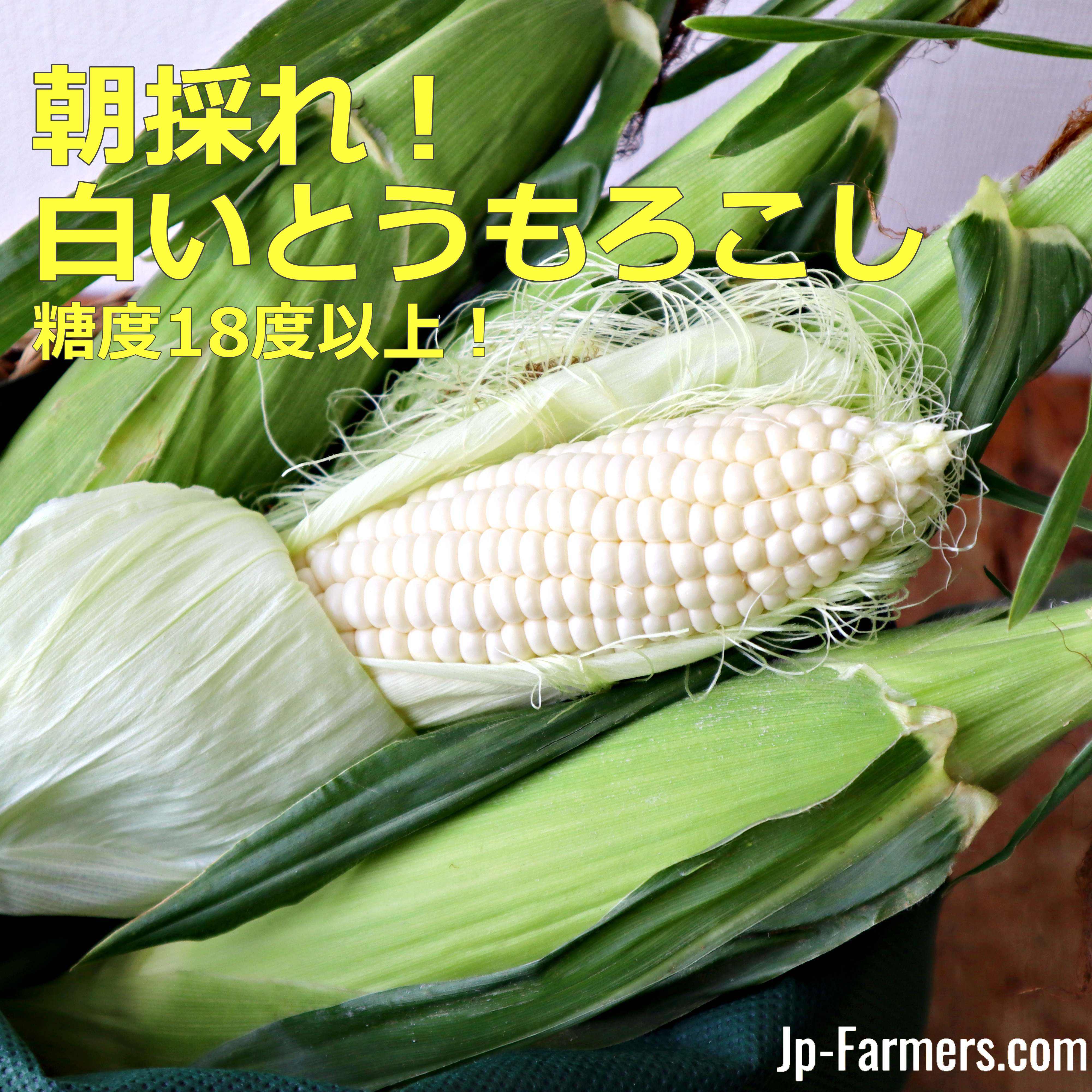 糖度18度以上のピュアホワイト　兵庫県産　朝採れ！とうもろこし　10本　新鮮お花問屋