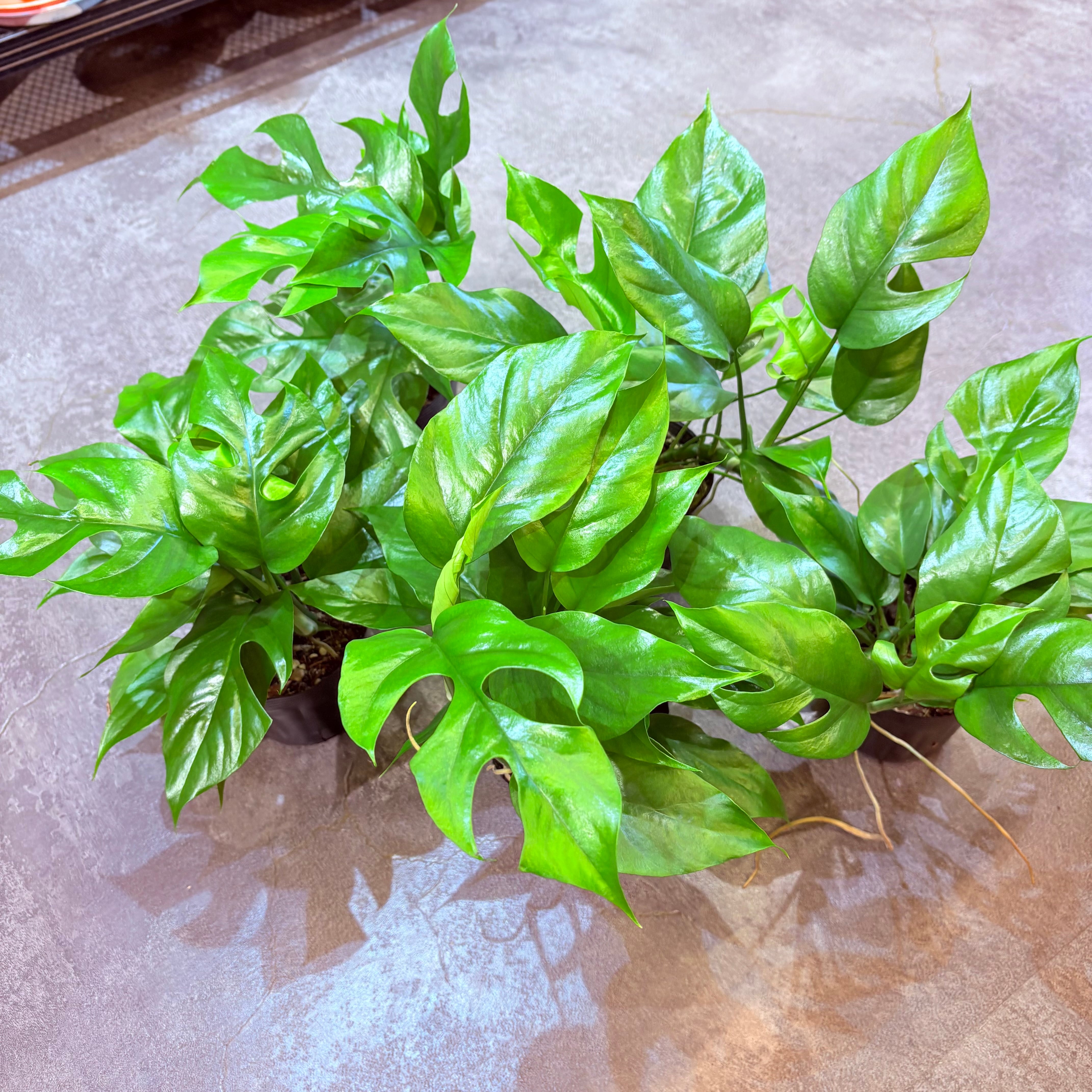 ヒメモンステラ 3.5号 | Green Vibes 宇都宮市の観葉植物専門店