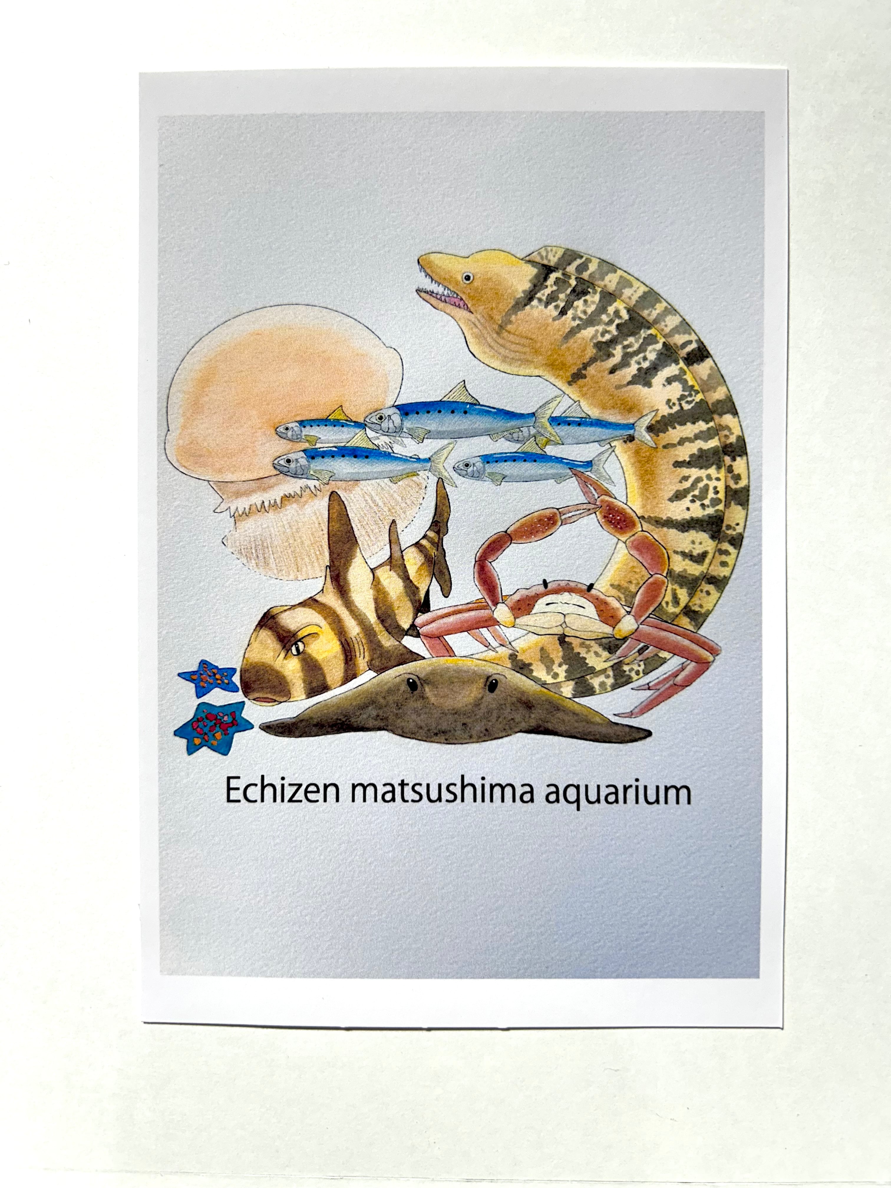 ポストカード【全12種類】 | 越前松島水族館 ONLINE SHOP