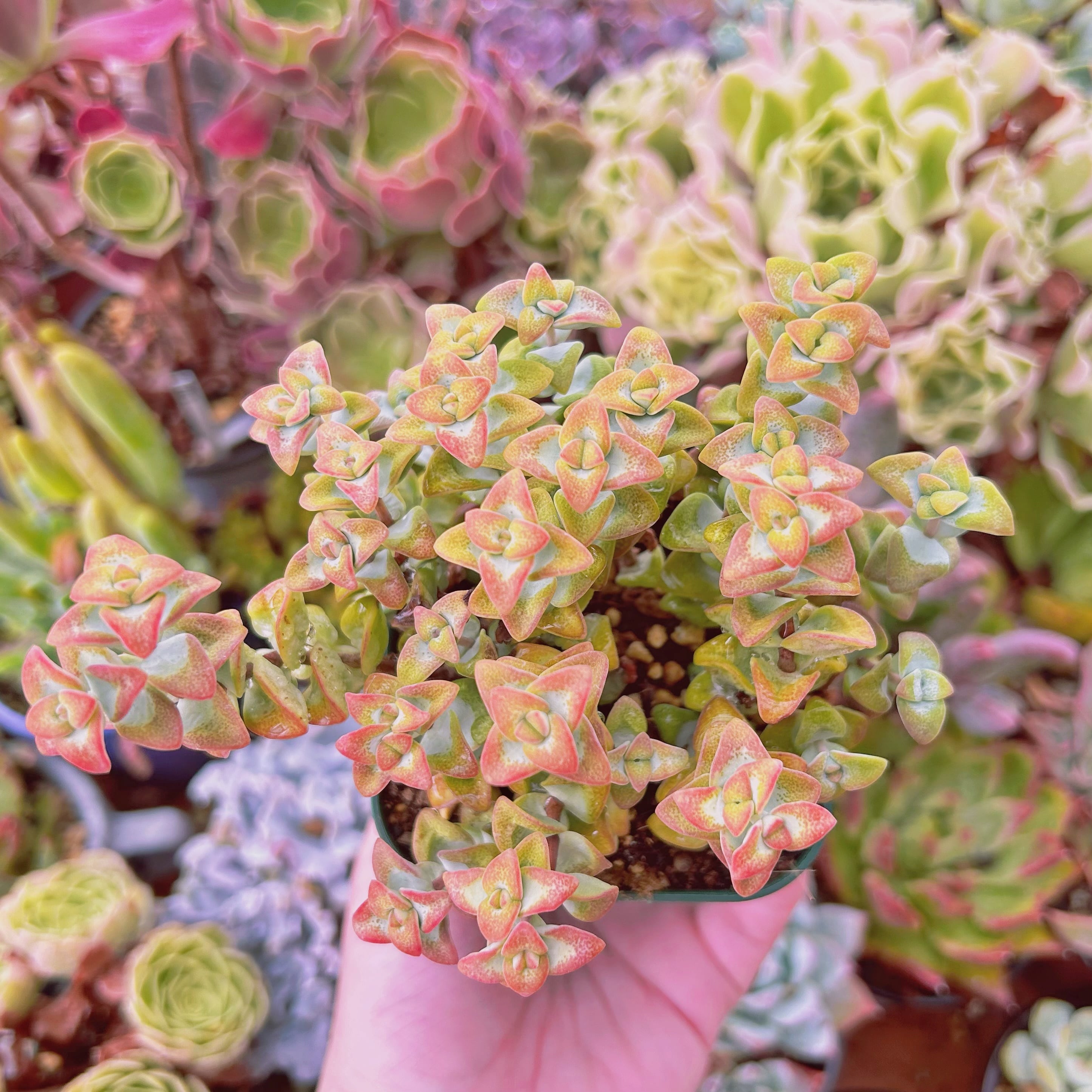 現物　多肉植物　ラブハート　特大　抜き苗