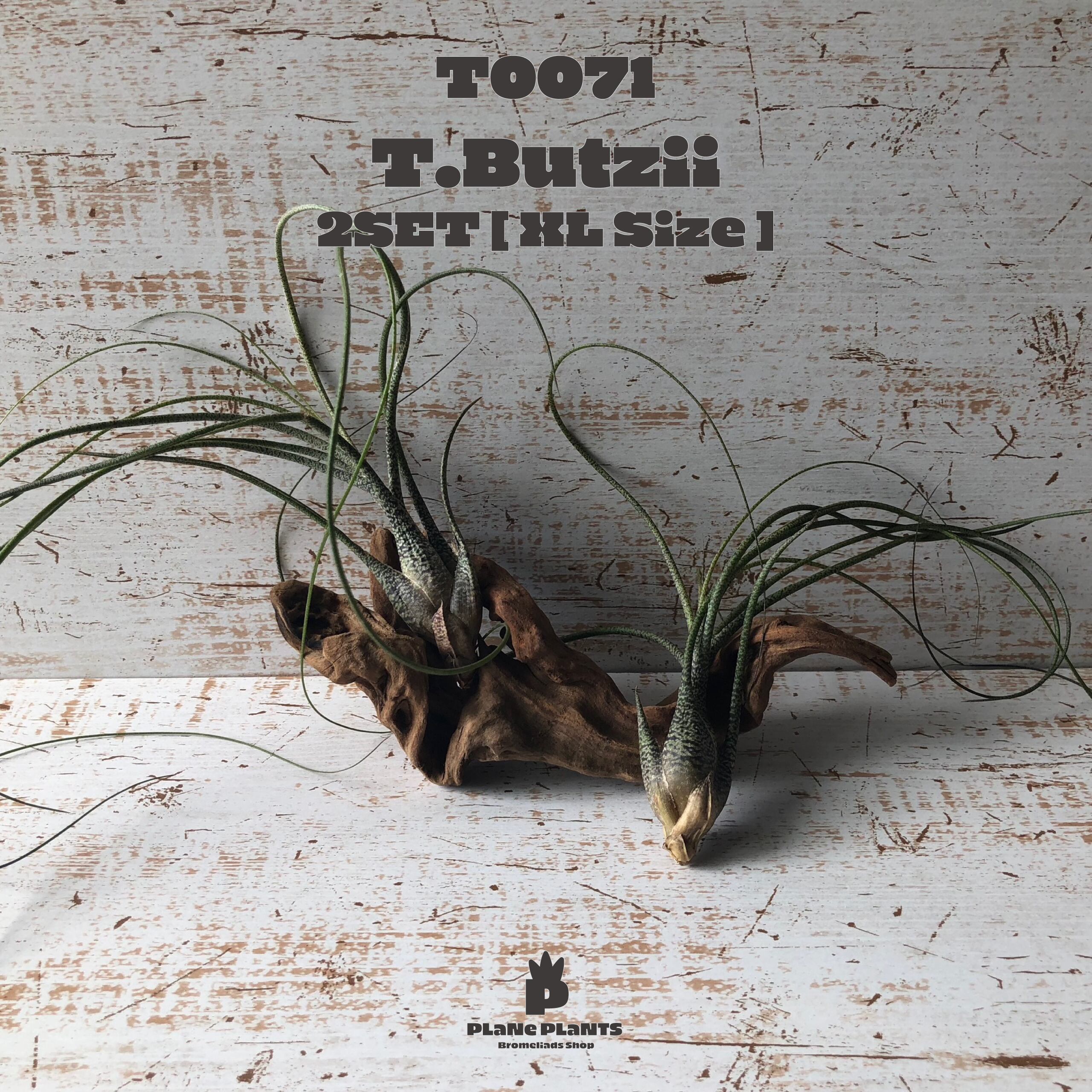 【送料無料】ブッツィーL (2SET)〔エアプランツ〕現品発送T0071