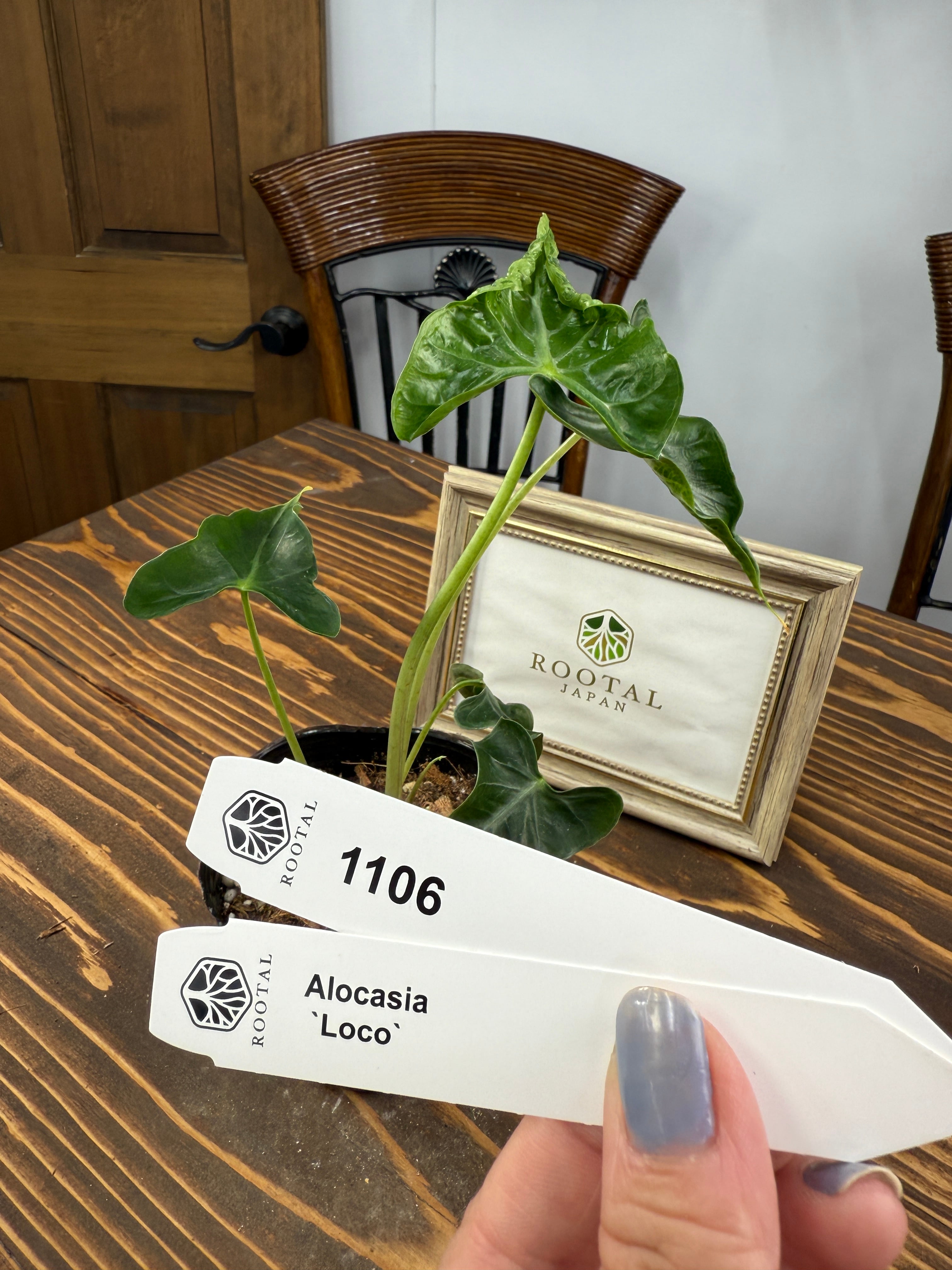 ★1106【美しい葉の織りなす緑】アロカシア ロコ(3号ポット)