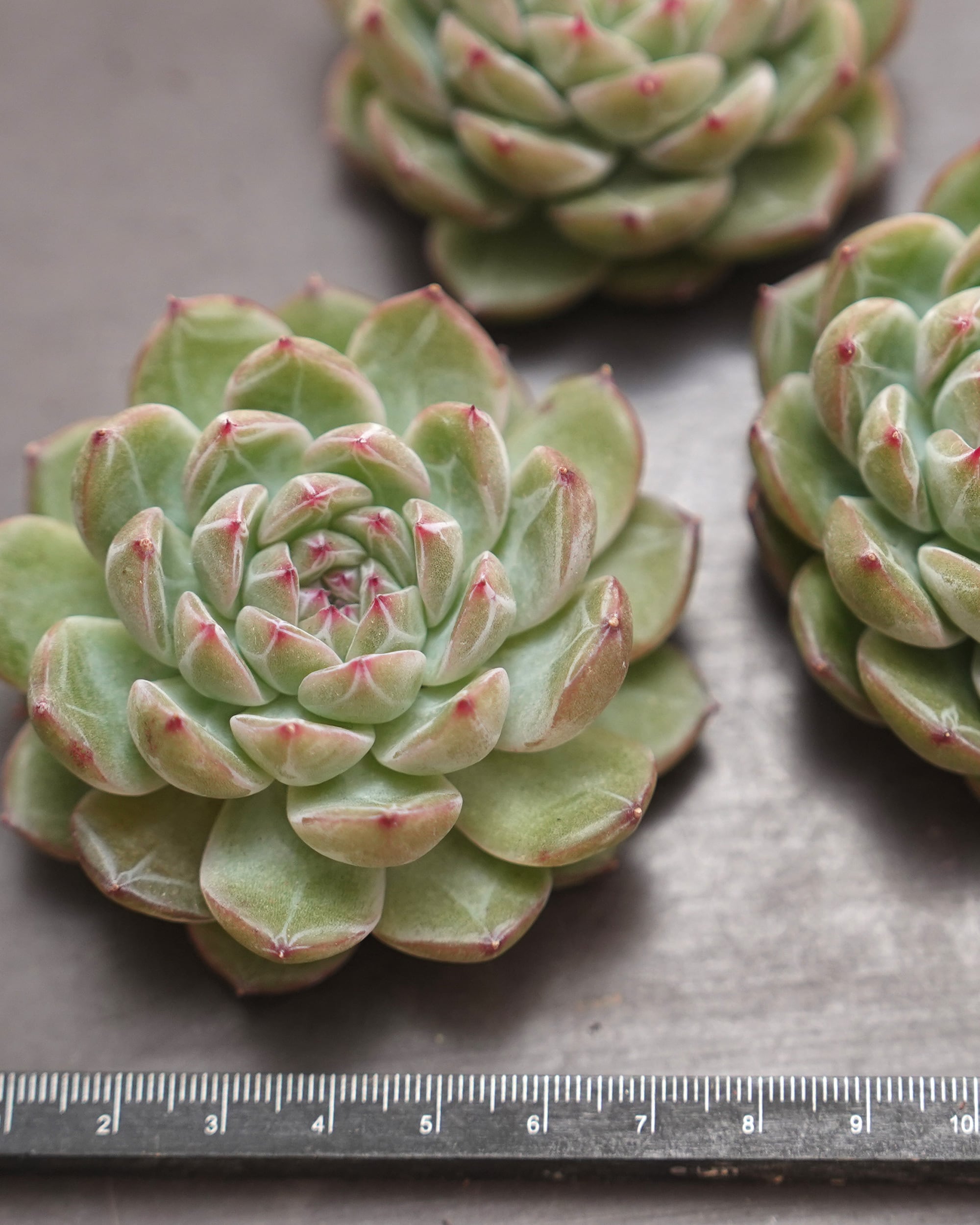 カット苗 スノーフレークジェニー Echeveria 'Snowflake Jenny