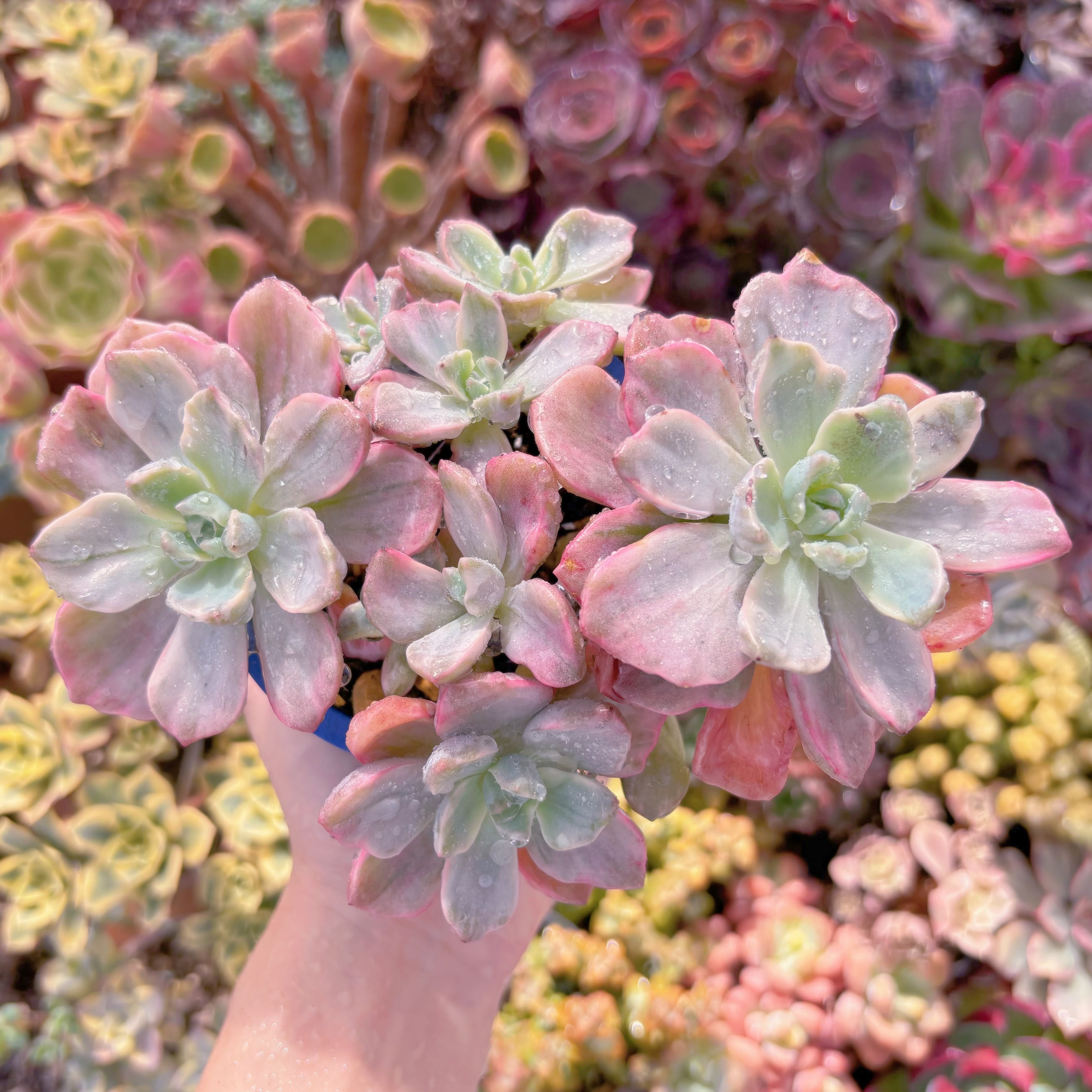 現品　リチャード錦#D14　るる農園