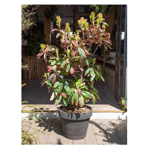 Photinia serratifolia 'pink crispy'