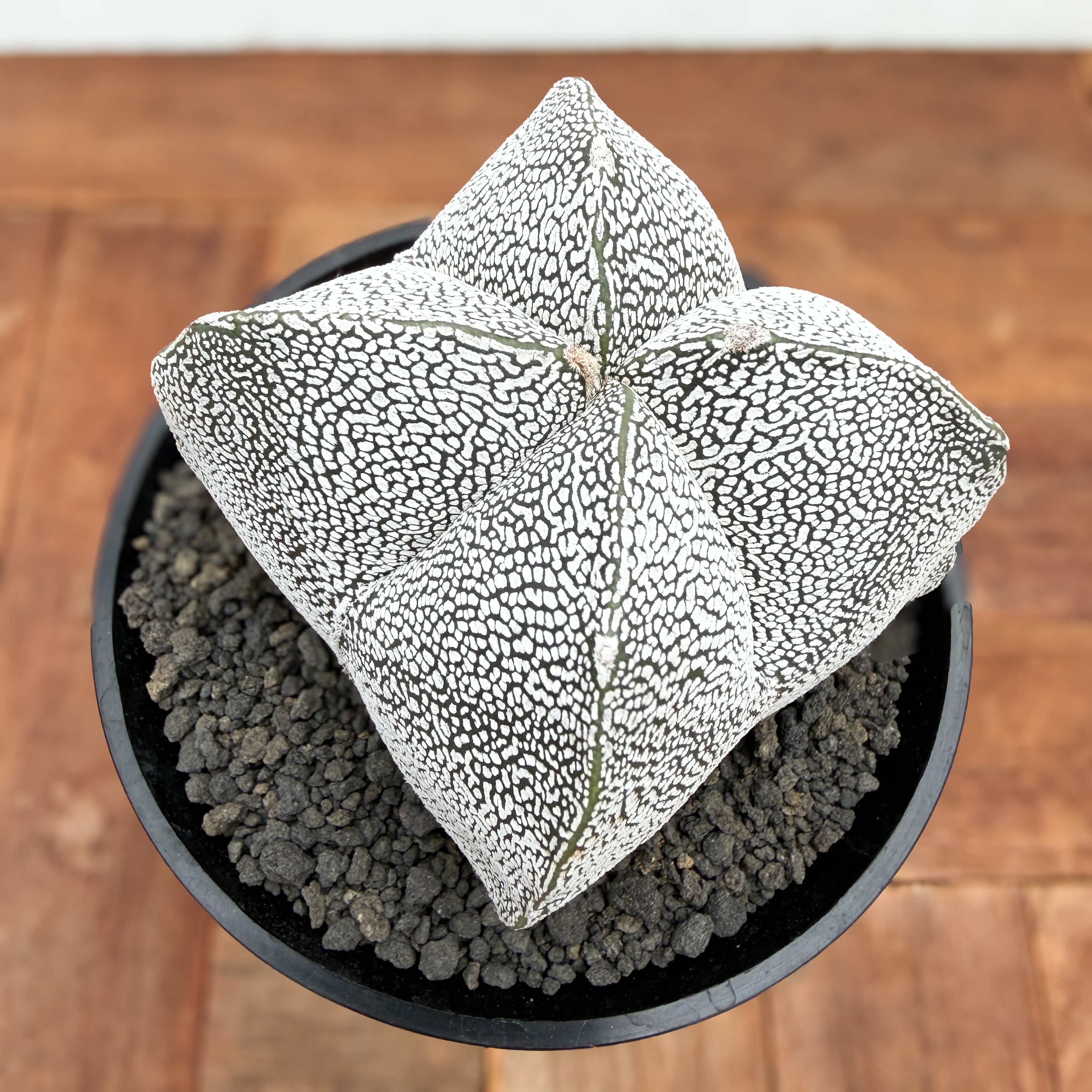 Astrophytum 【アストロフィツム・恩塚四角ランポー玉】 | RIMO'S