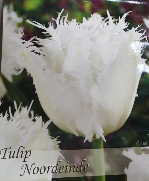 球根　チューリップ　『ノールドアインデ』　5球