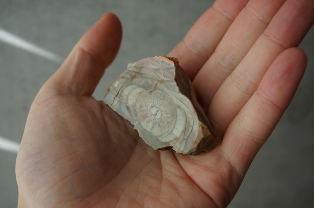 ロイヤルインペリアルジャスパー Royal Imperial Jasper 1964